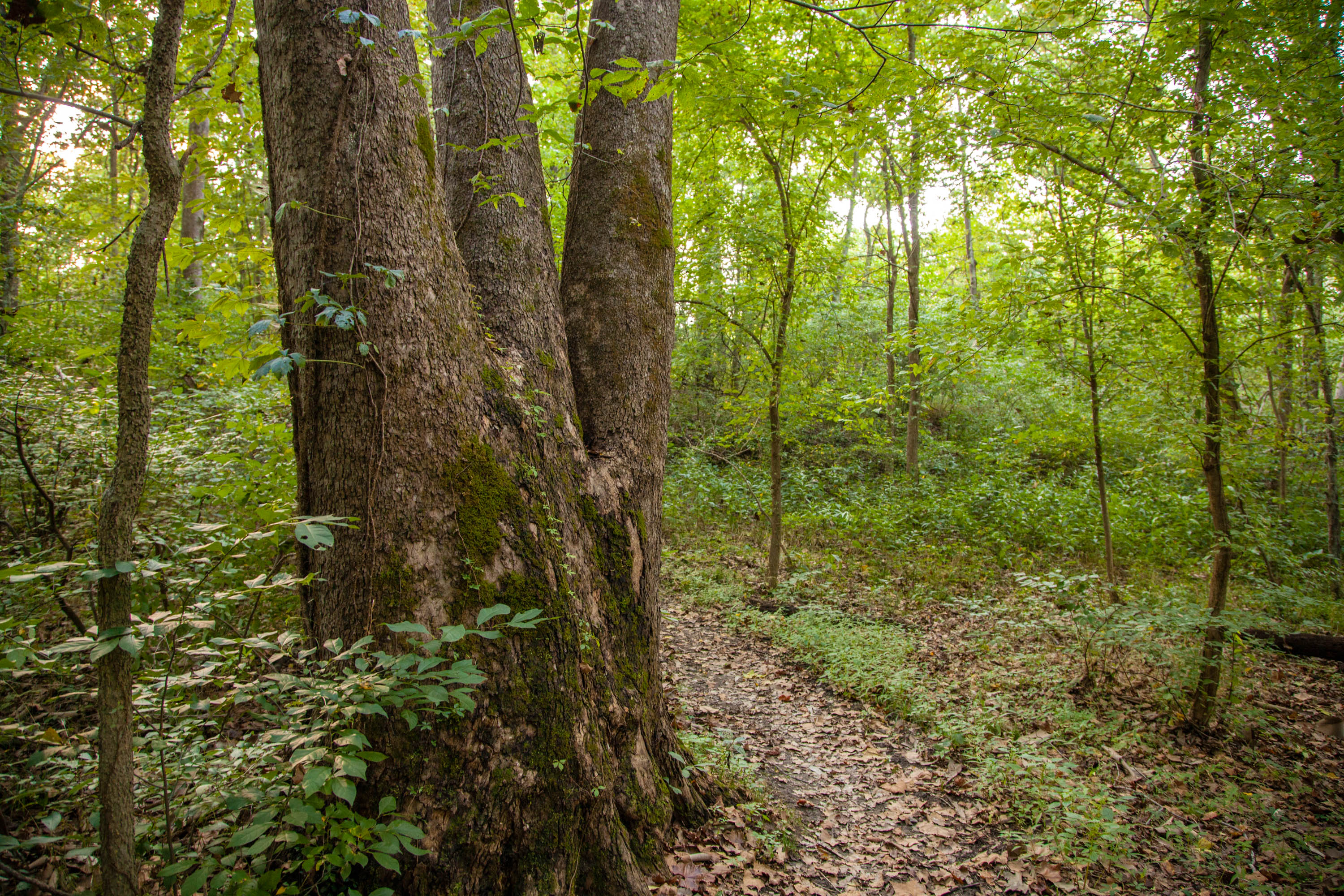 a big tree by a walking path