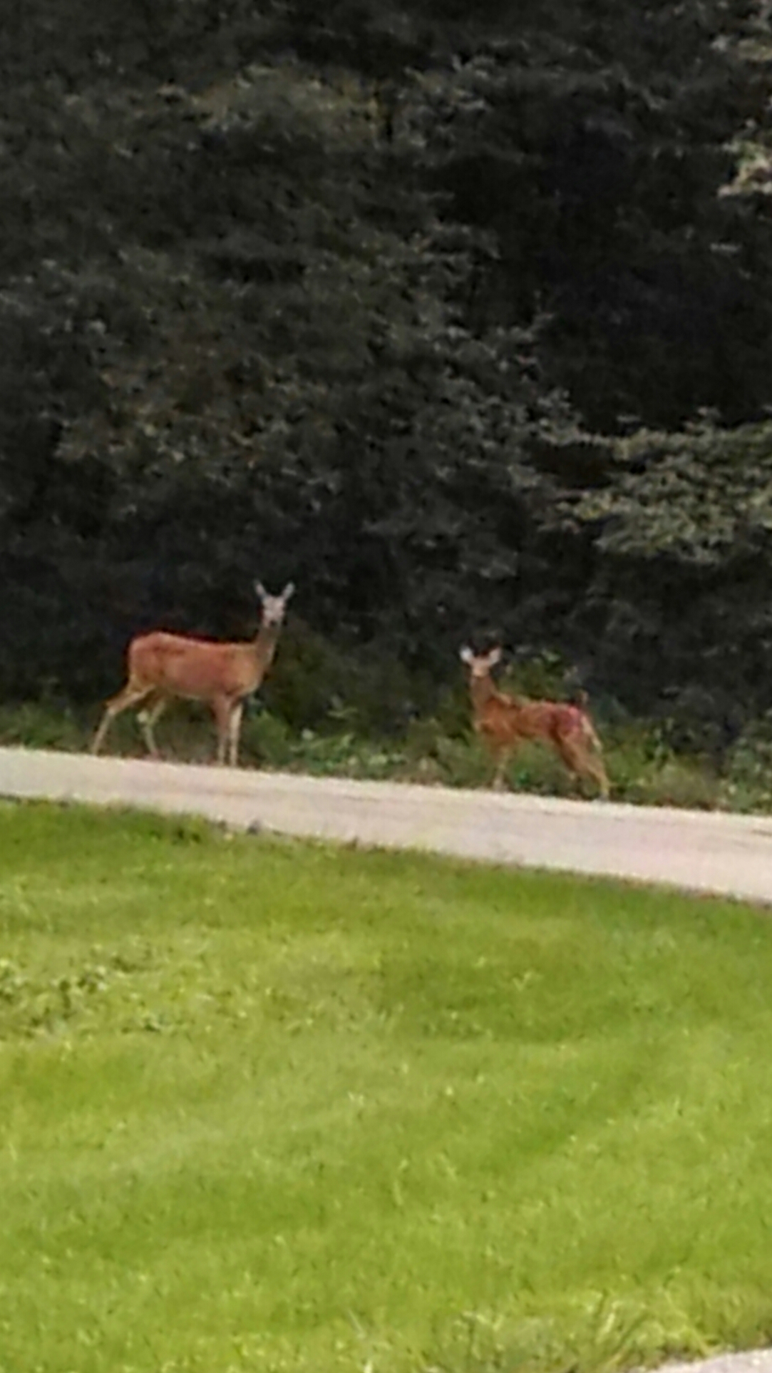 two deer next to the road