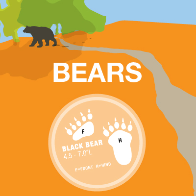 illustration of bears