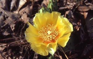 yellow prickly pear bloom