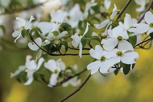 dogwood blooms