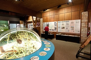 interior dome nature display