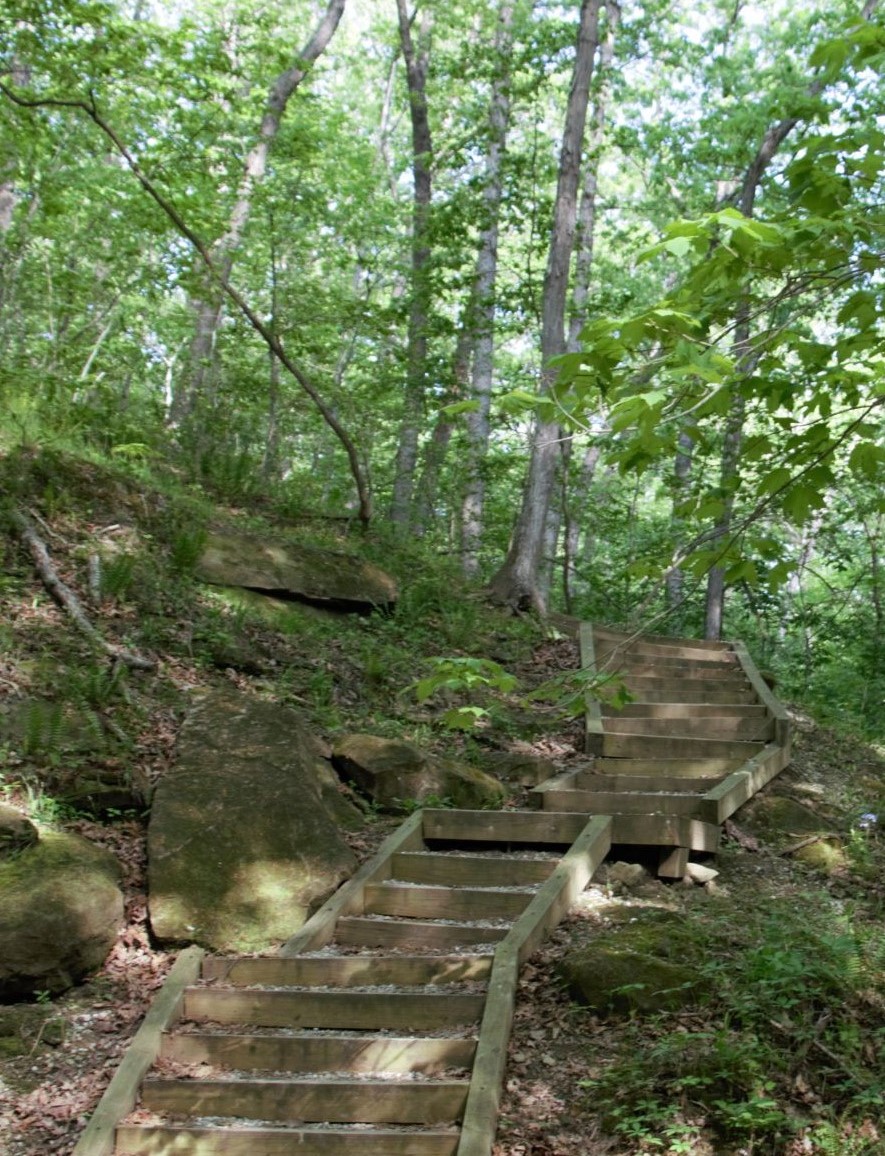 Wooden steps under green foliage on Red Bud Trail