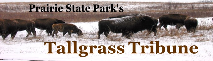 Tallgrass Tribune logo with bison on a snow-covered prairie