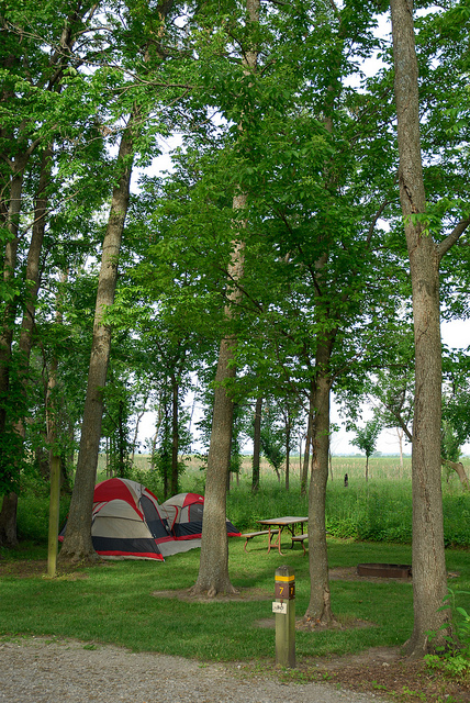 two tents set up under tall trees in the campground