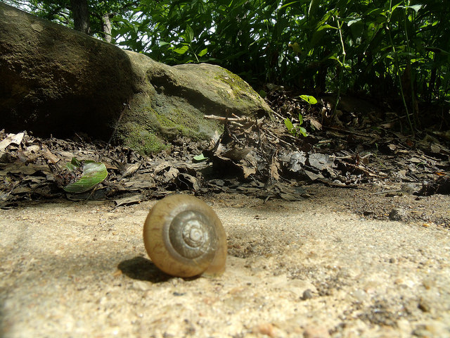 a snail lying next to a log