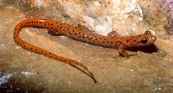 orange cave salamander
