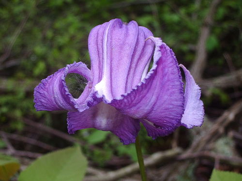 purple wildflower