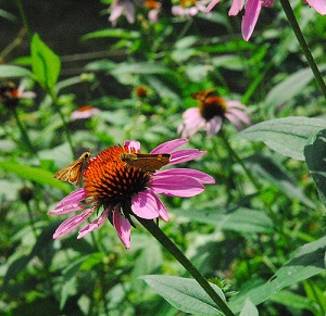 purple conflower with butterflies on it