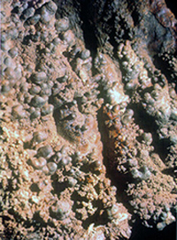 Cave coral on the walls of Onondaga Cave
