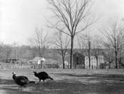 historic photo of two turkeys near the mill