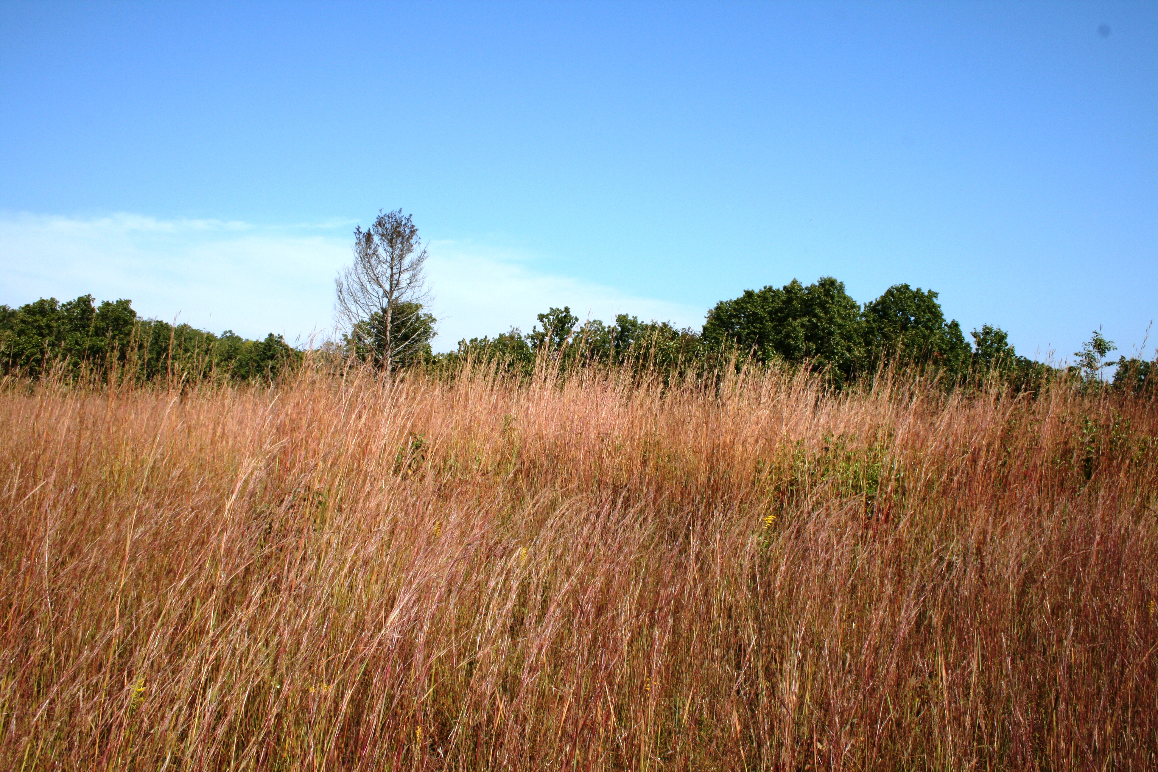 Natural Area at the Lake