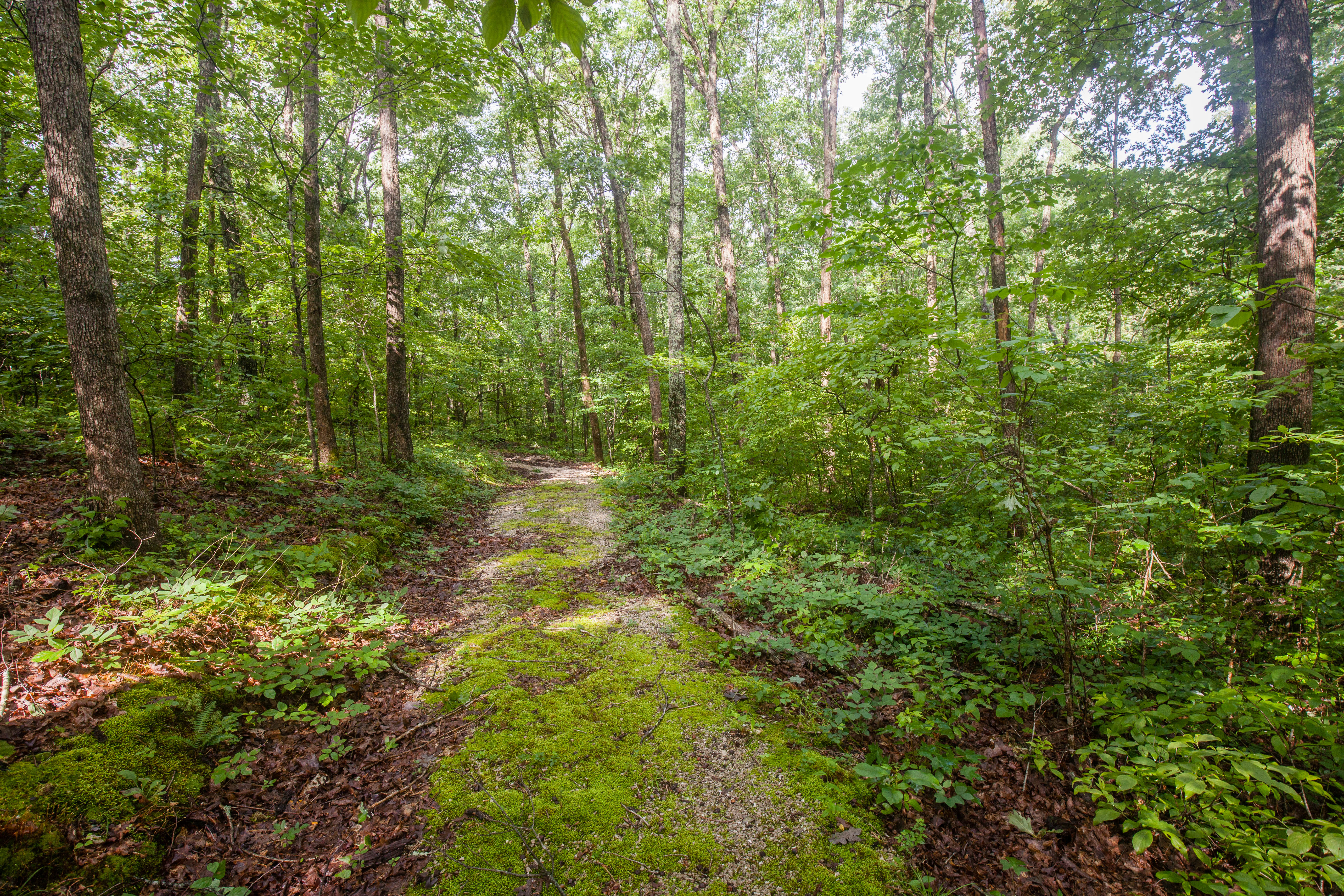 View of Current River Hiking Path