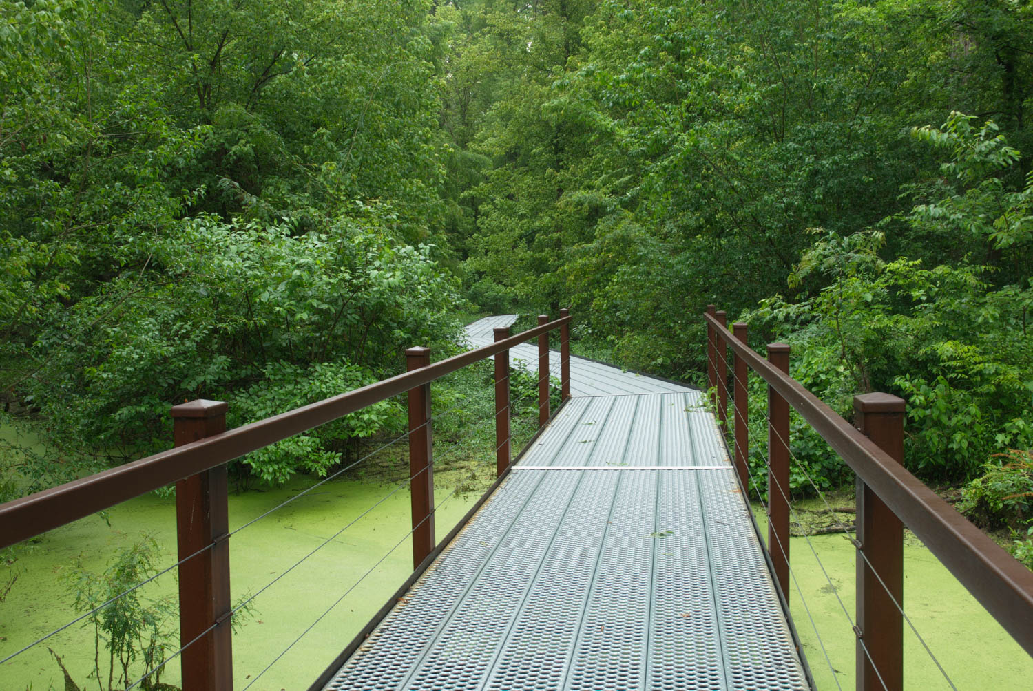 a wood and steel walking path over a swampy body of water