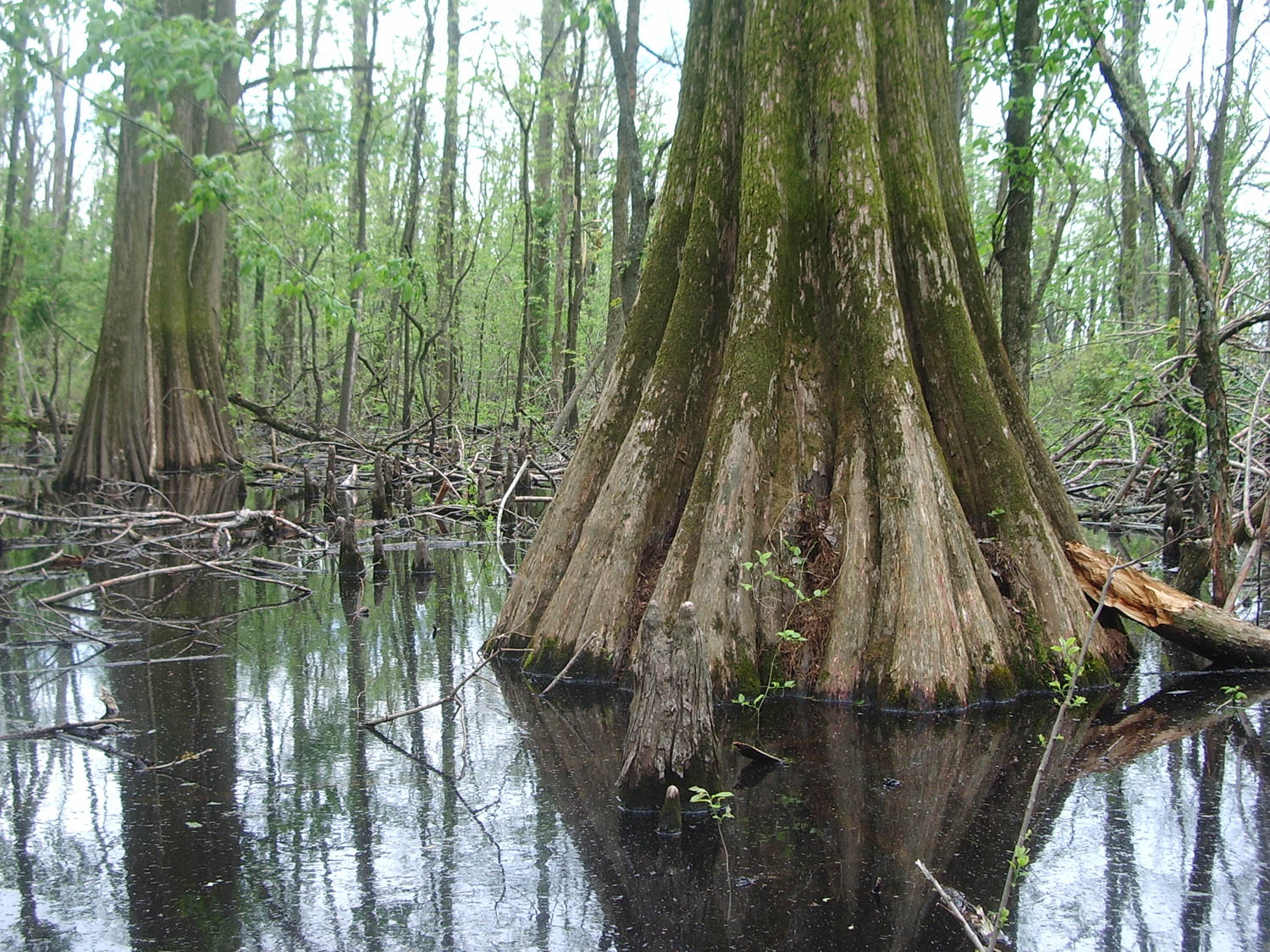 the roots and bottom of the Big Oak Tree