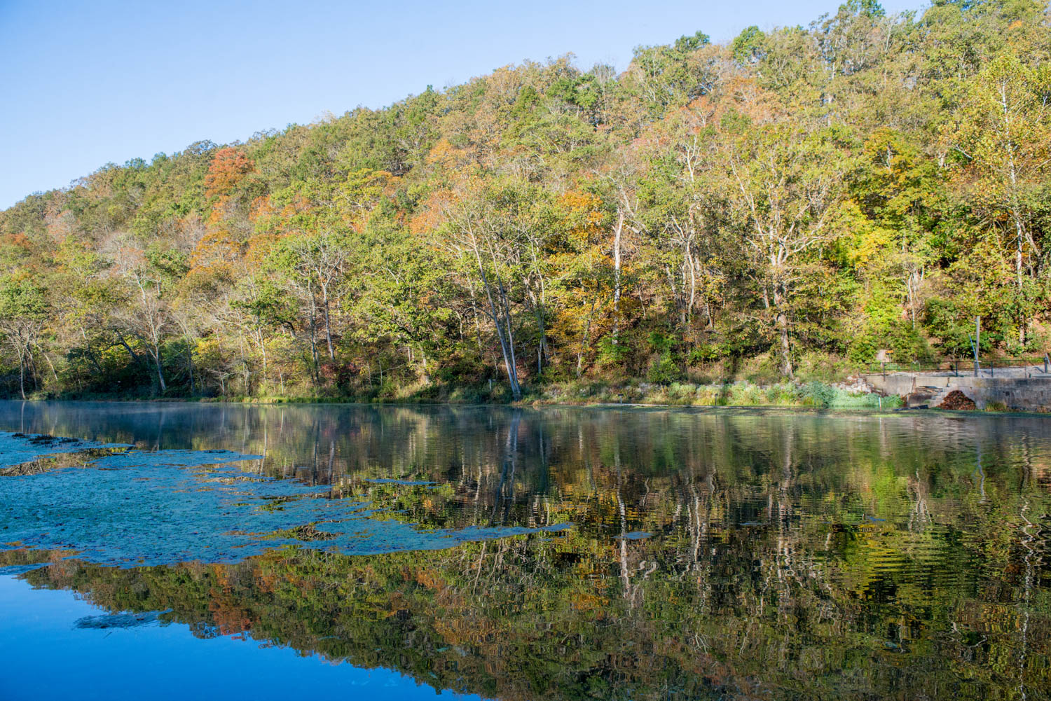 a river with many trees growing along the side