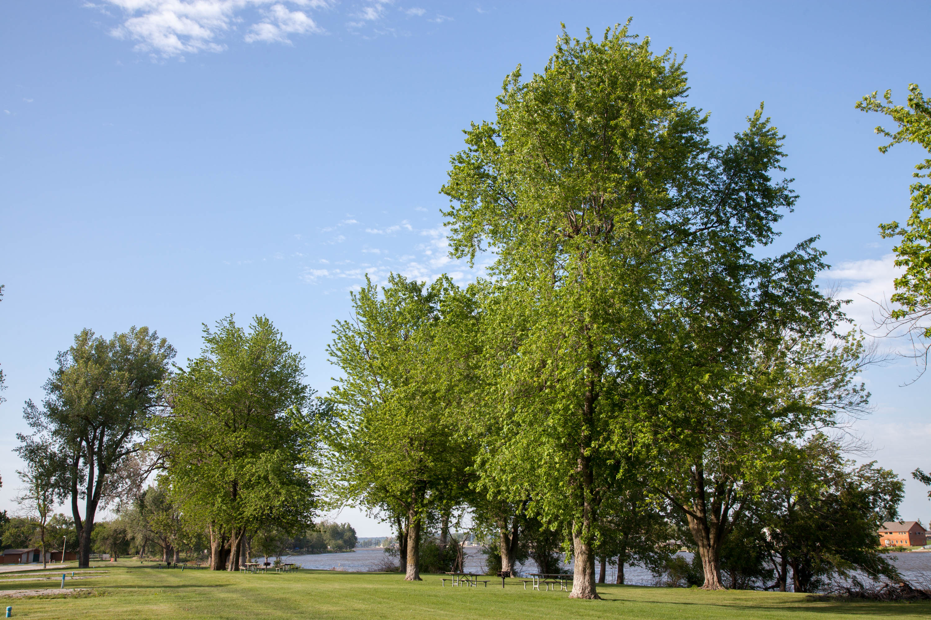 large trees in the park at Big Lake State Park