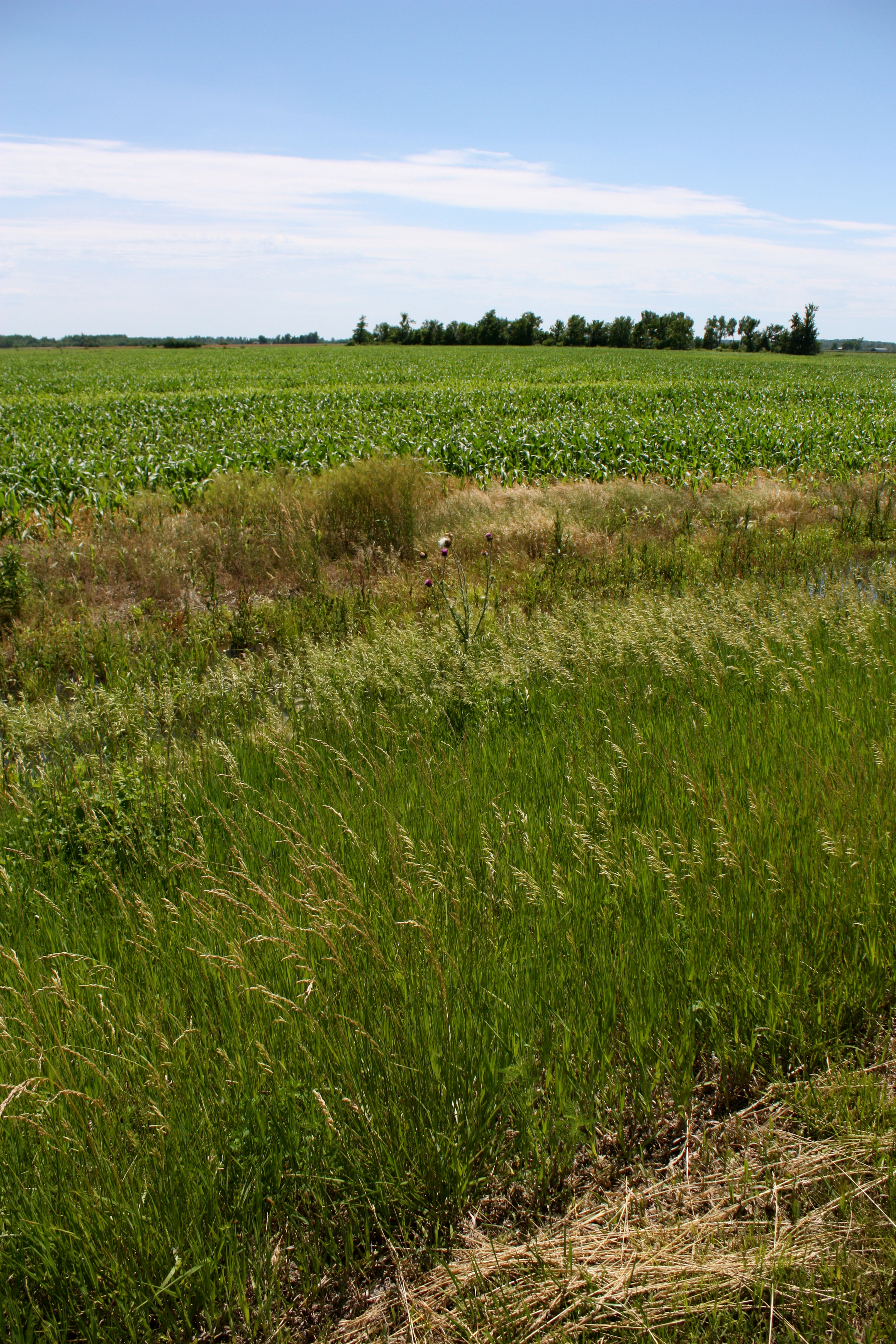 a field at Big Lake State Park
