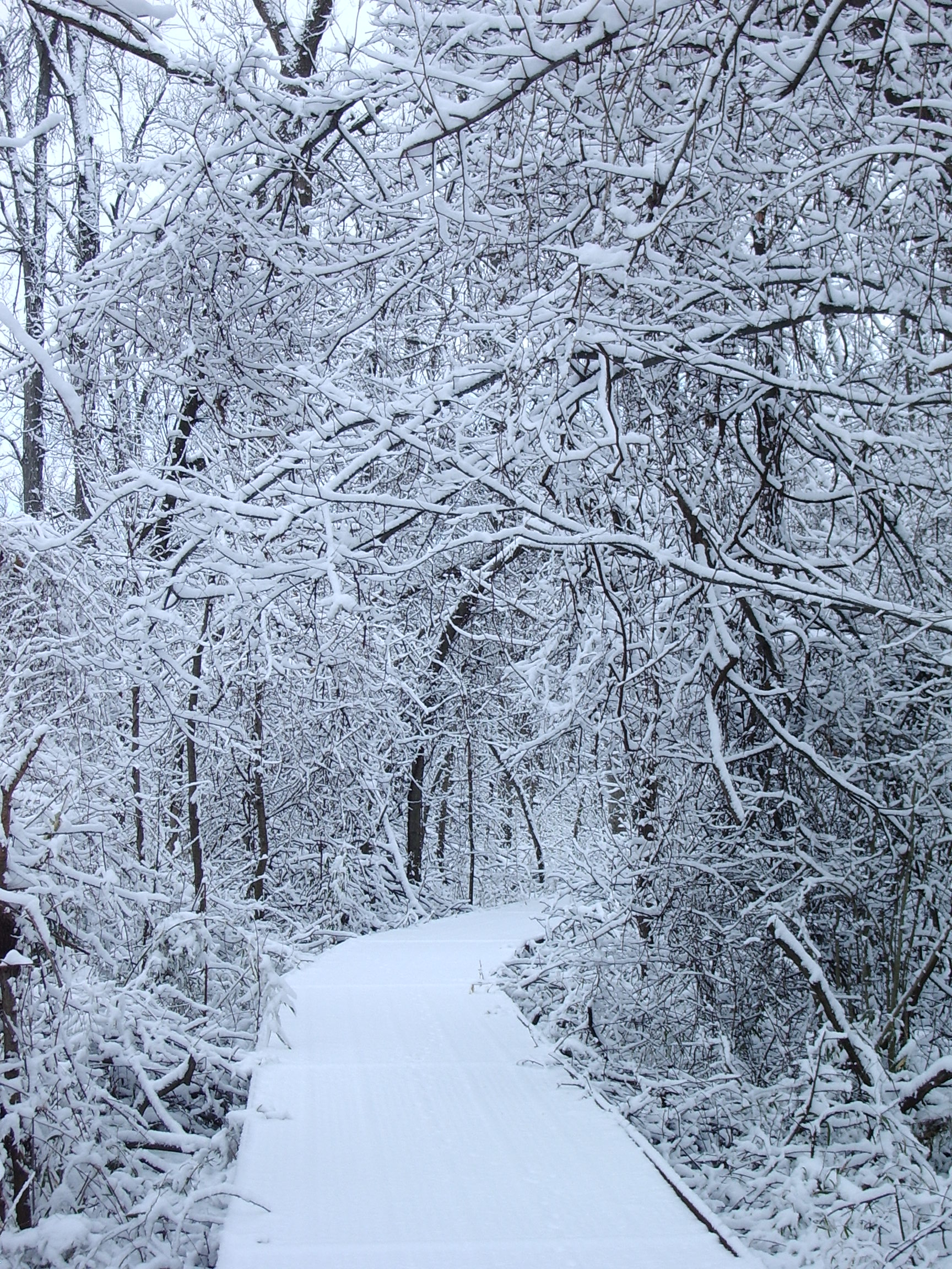 a snow-covered walking path in the winter at Big Oak Tree State Park