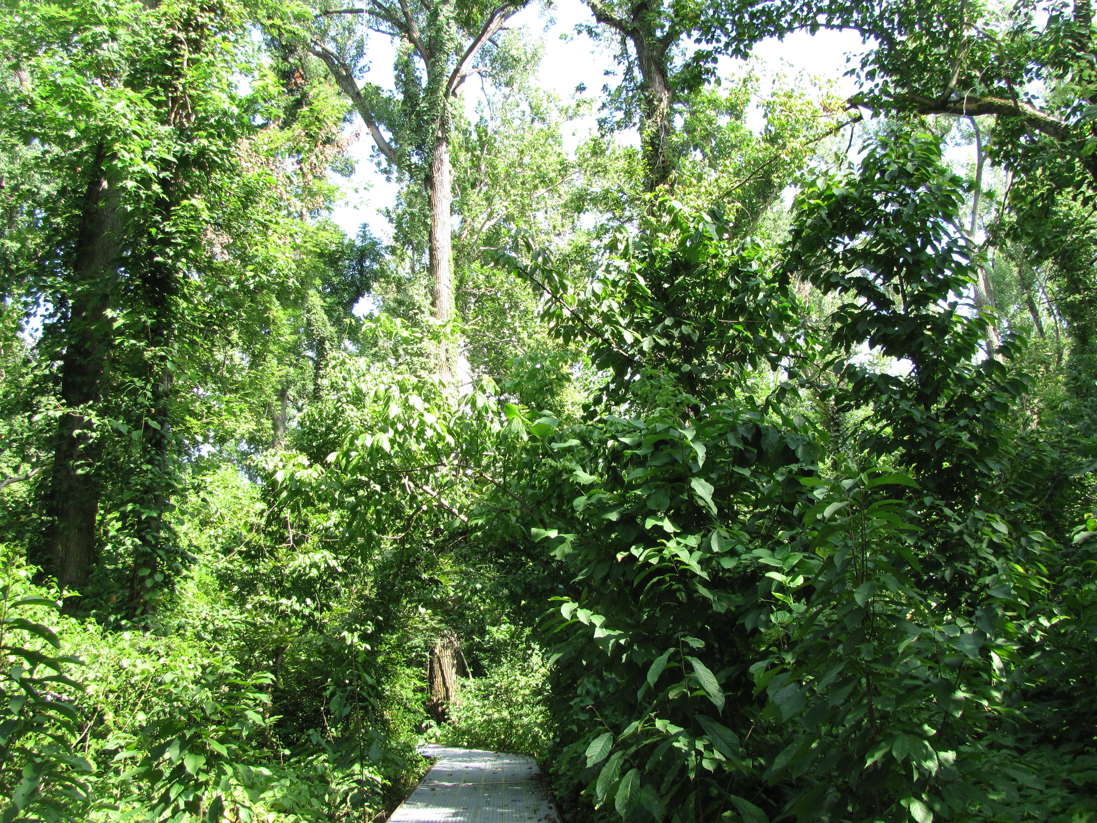 a sunny walking path at Big Tree State Park