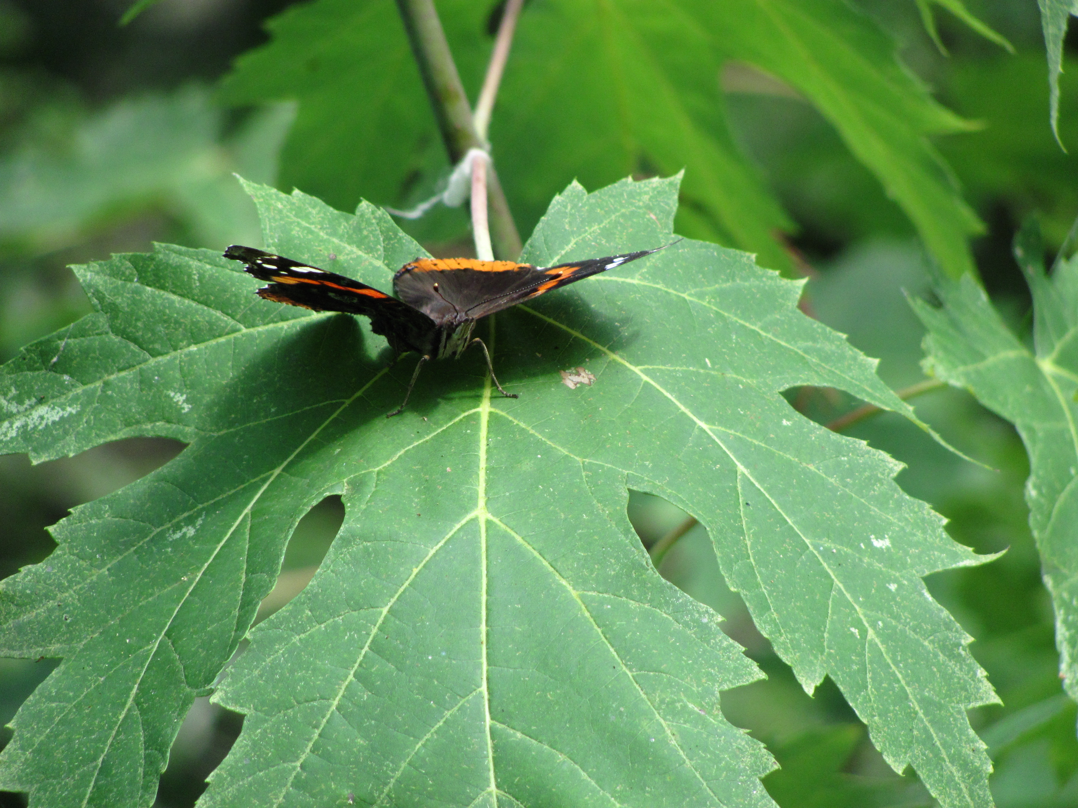 an orange and black butterfly on an oak leaf
