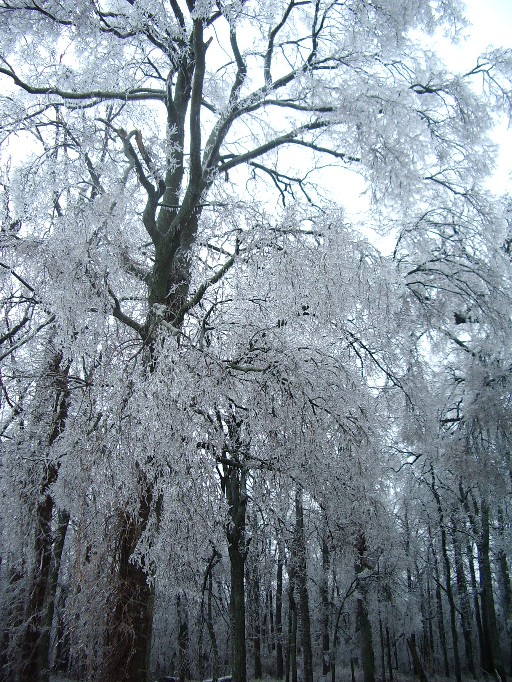 tall, snow-covered, oak trees