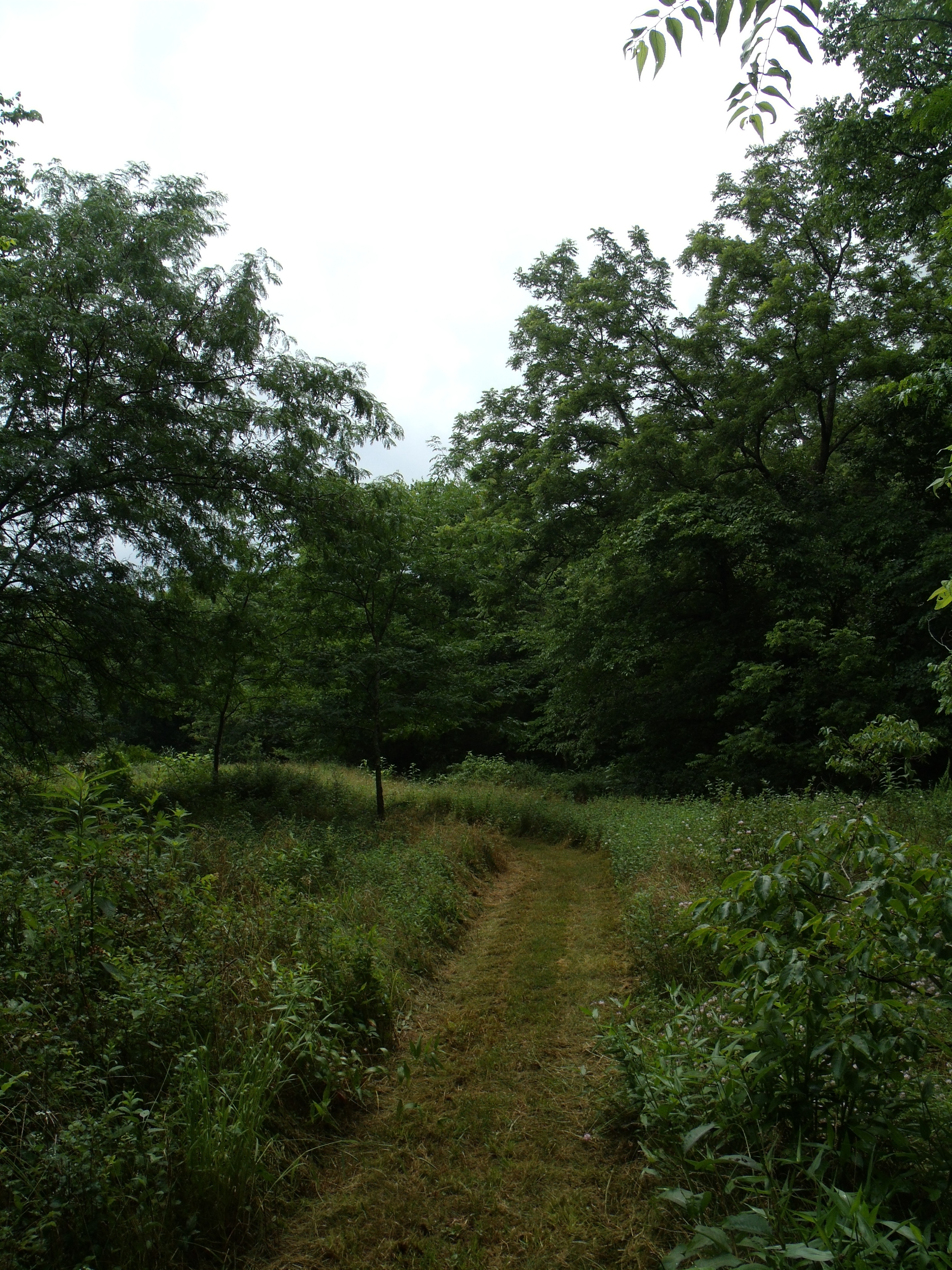 a walking path in a field