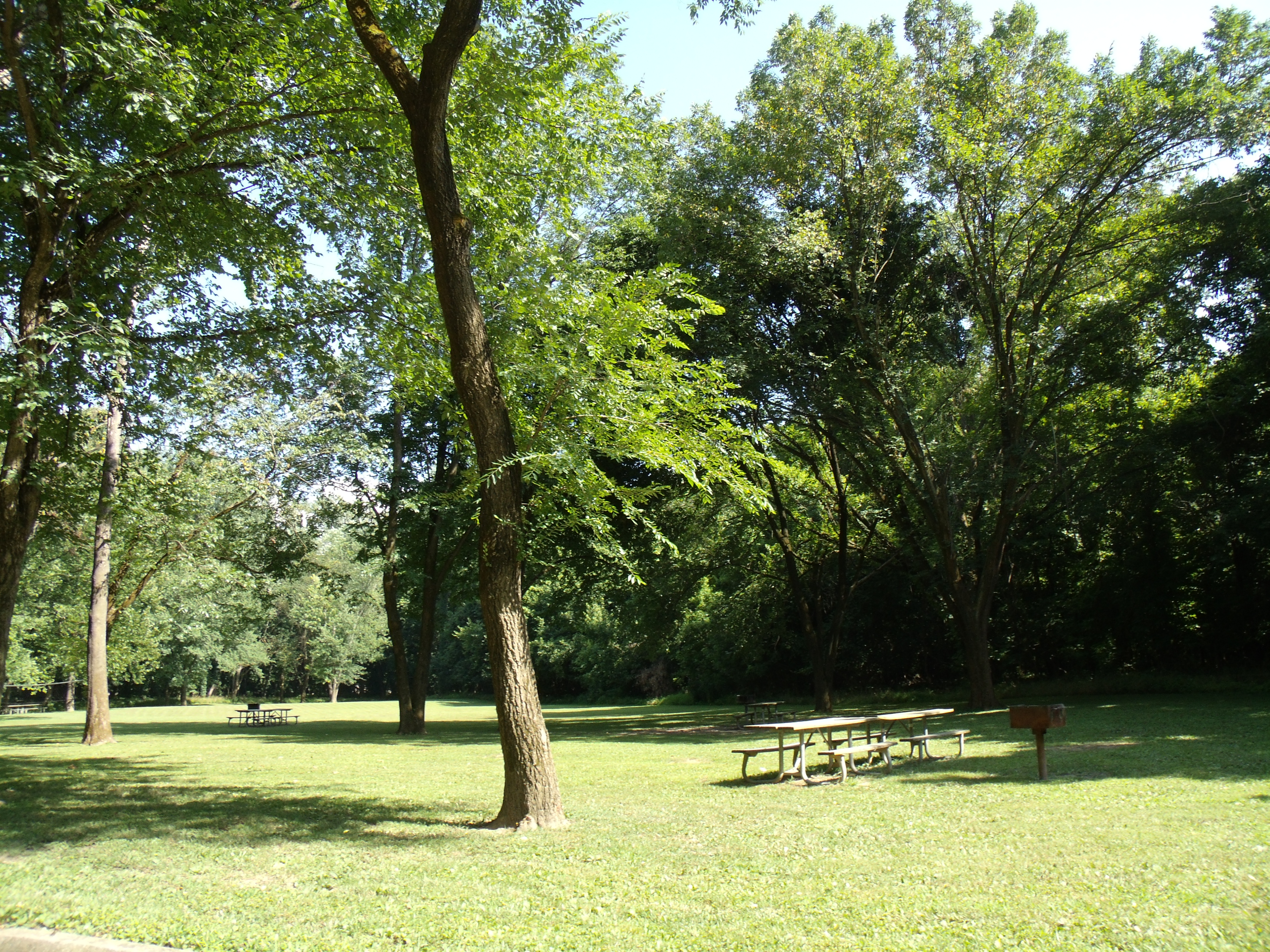 a picnic table in a park next to a tall, thin tree