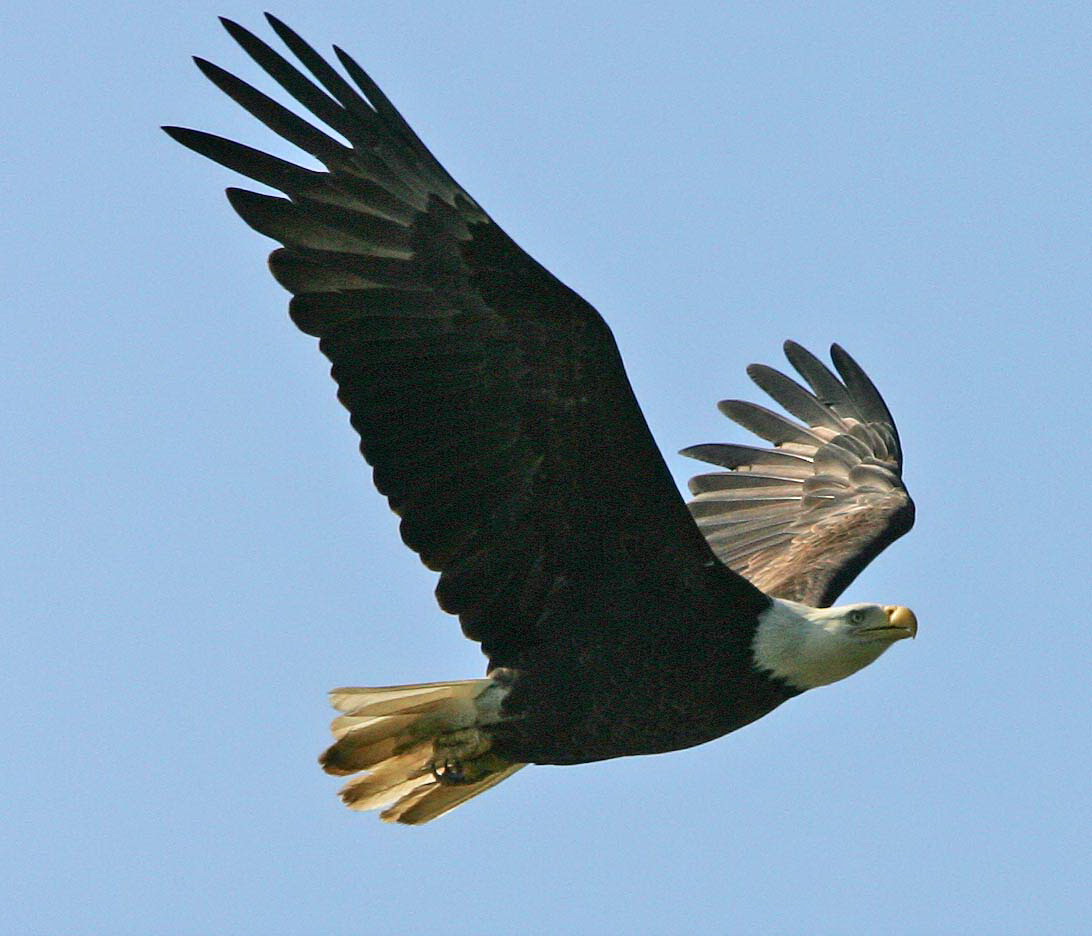 Bald eagle flying in the sky