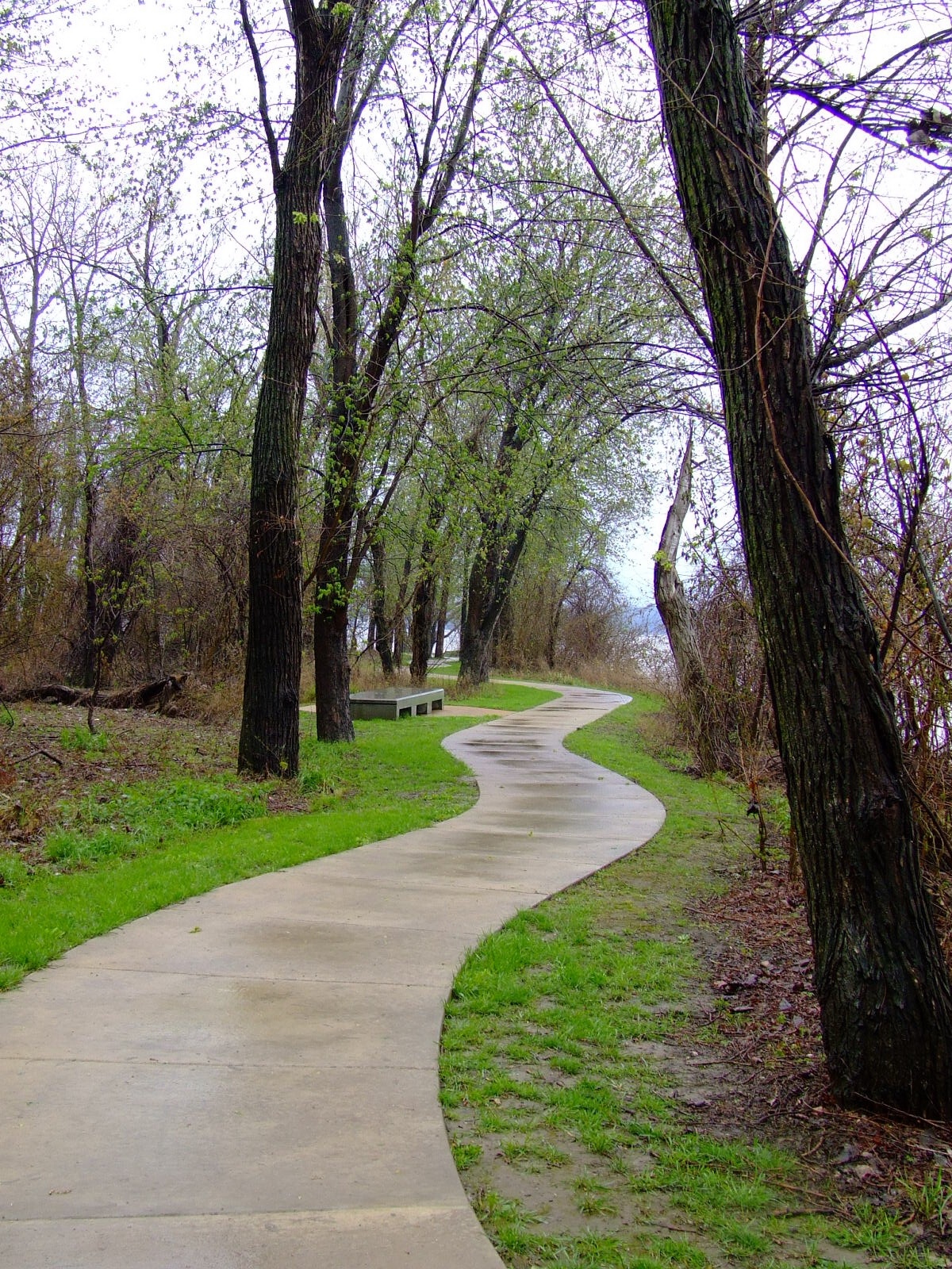 A sidewalk winding in between trees