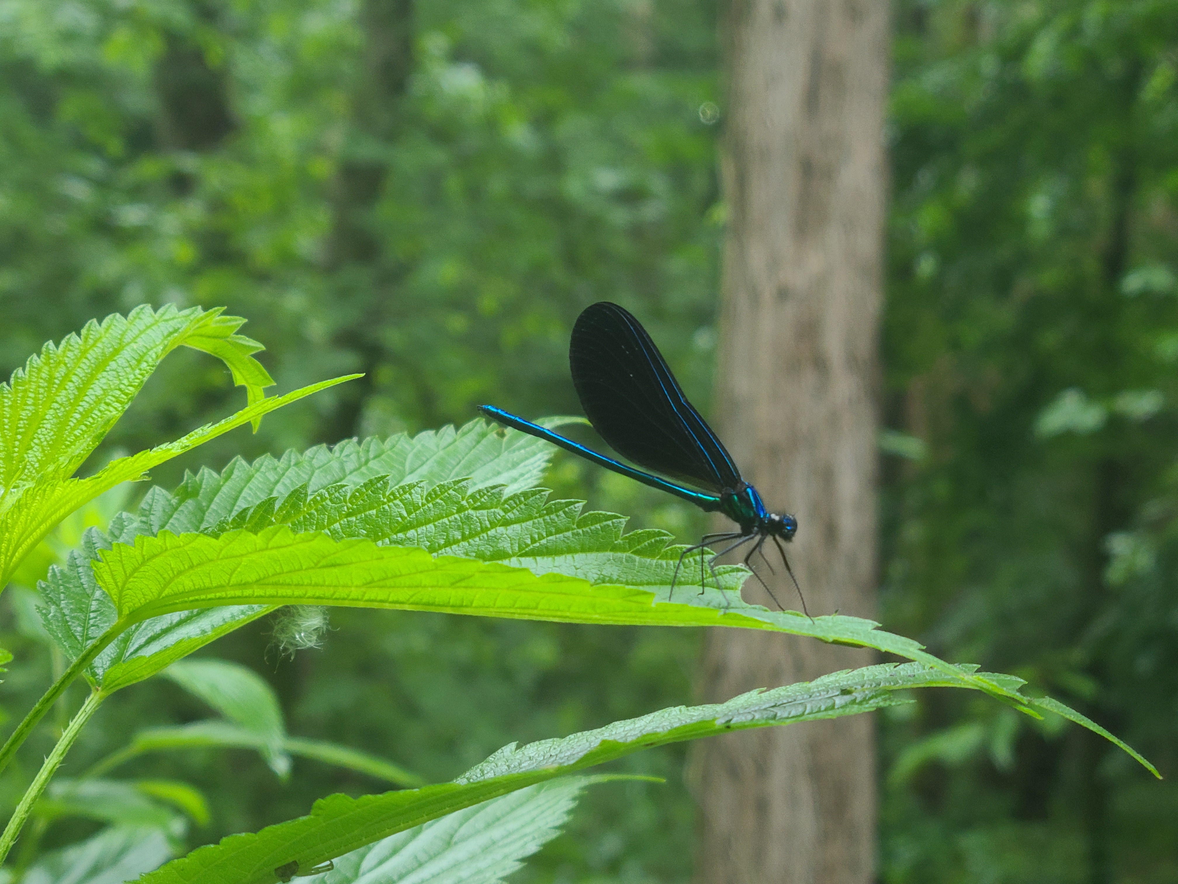 A damselfly sitting on a leaf