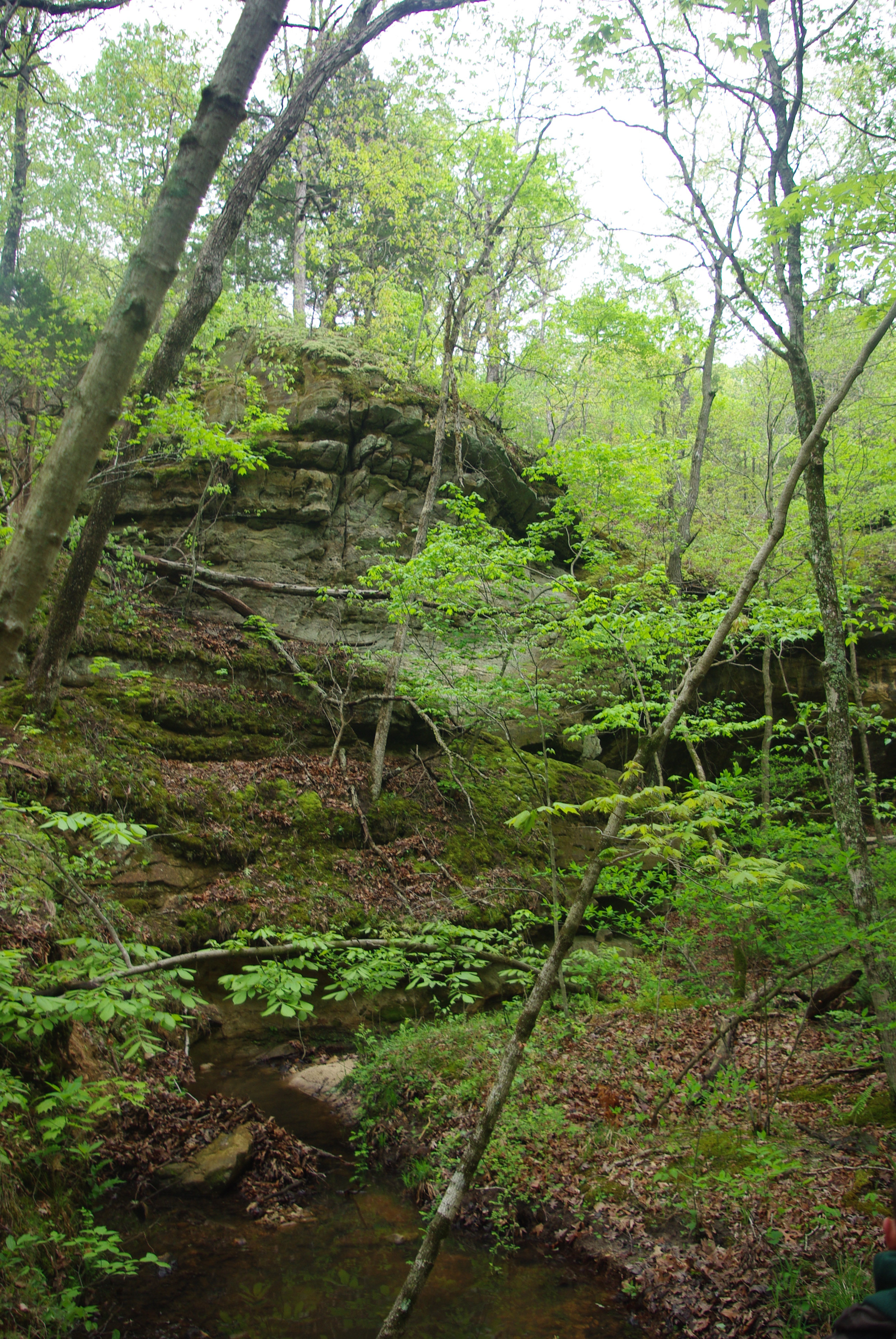 a rocky path surrounded by trees