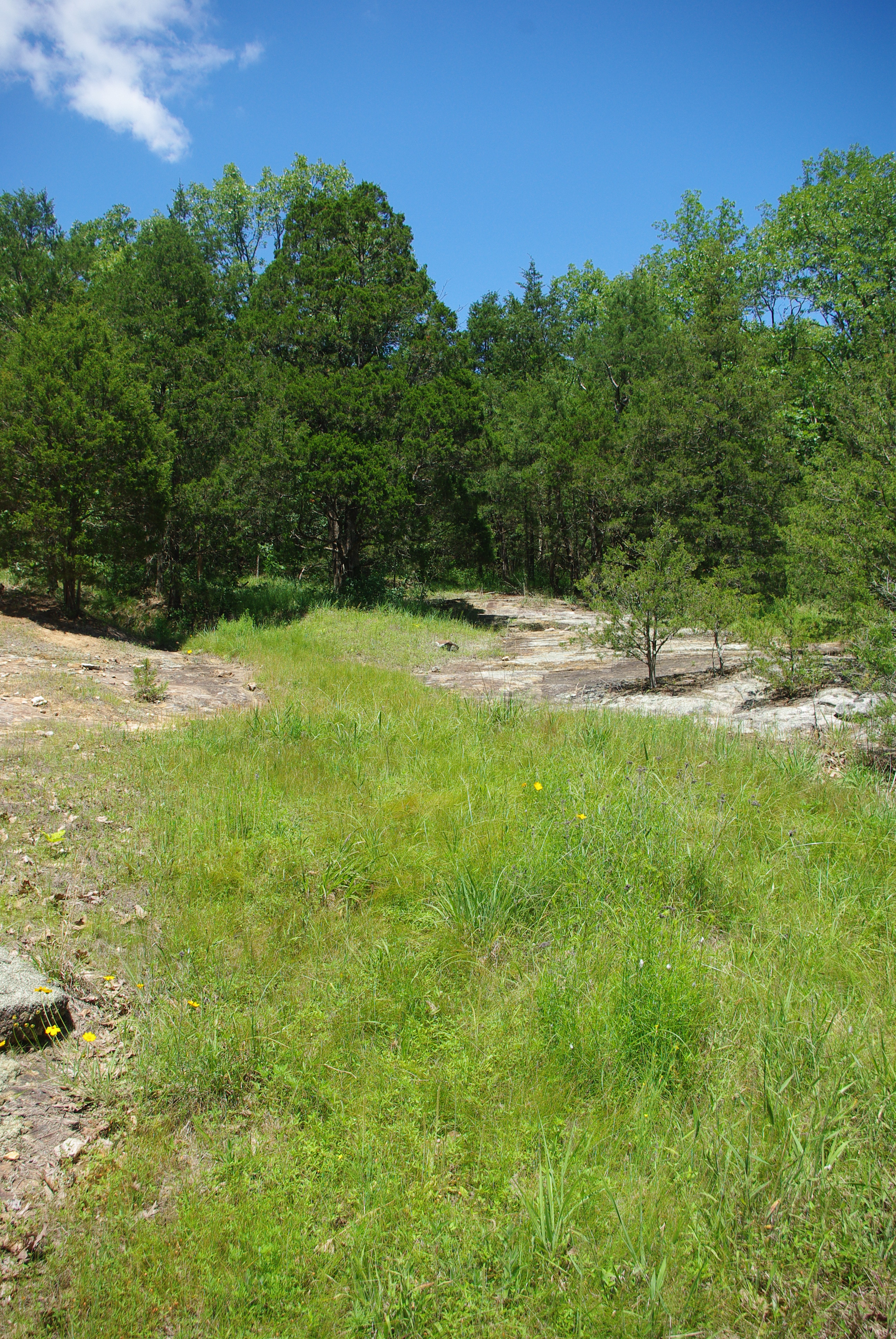 a grassy field surrounded by trees