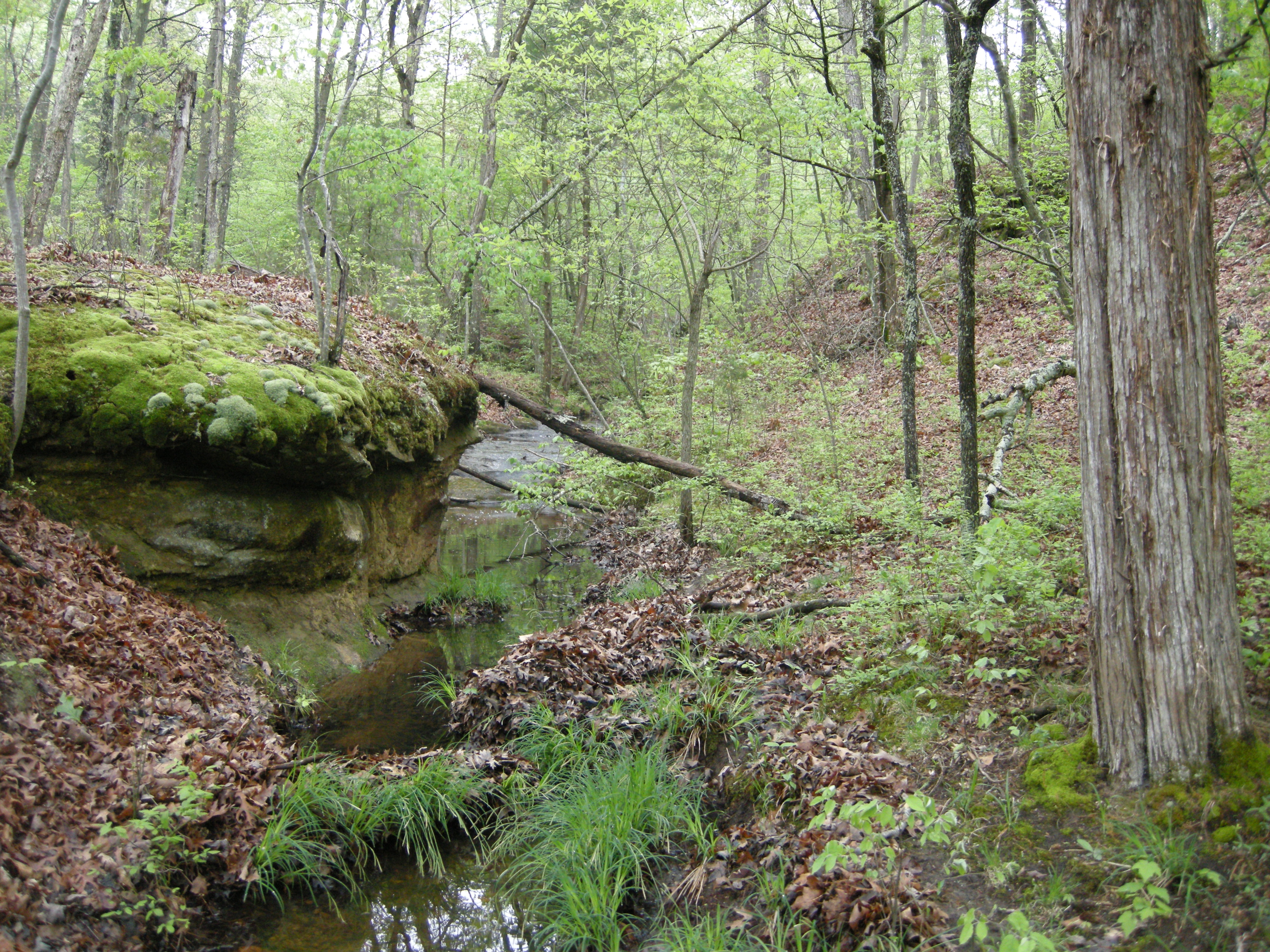 a small creek in a forest
