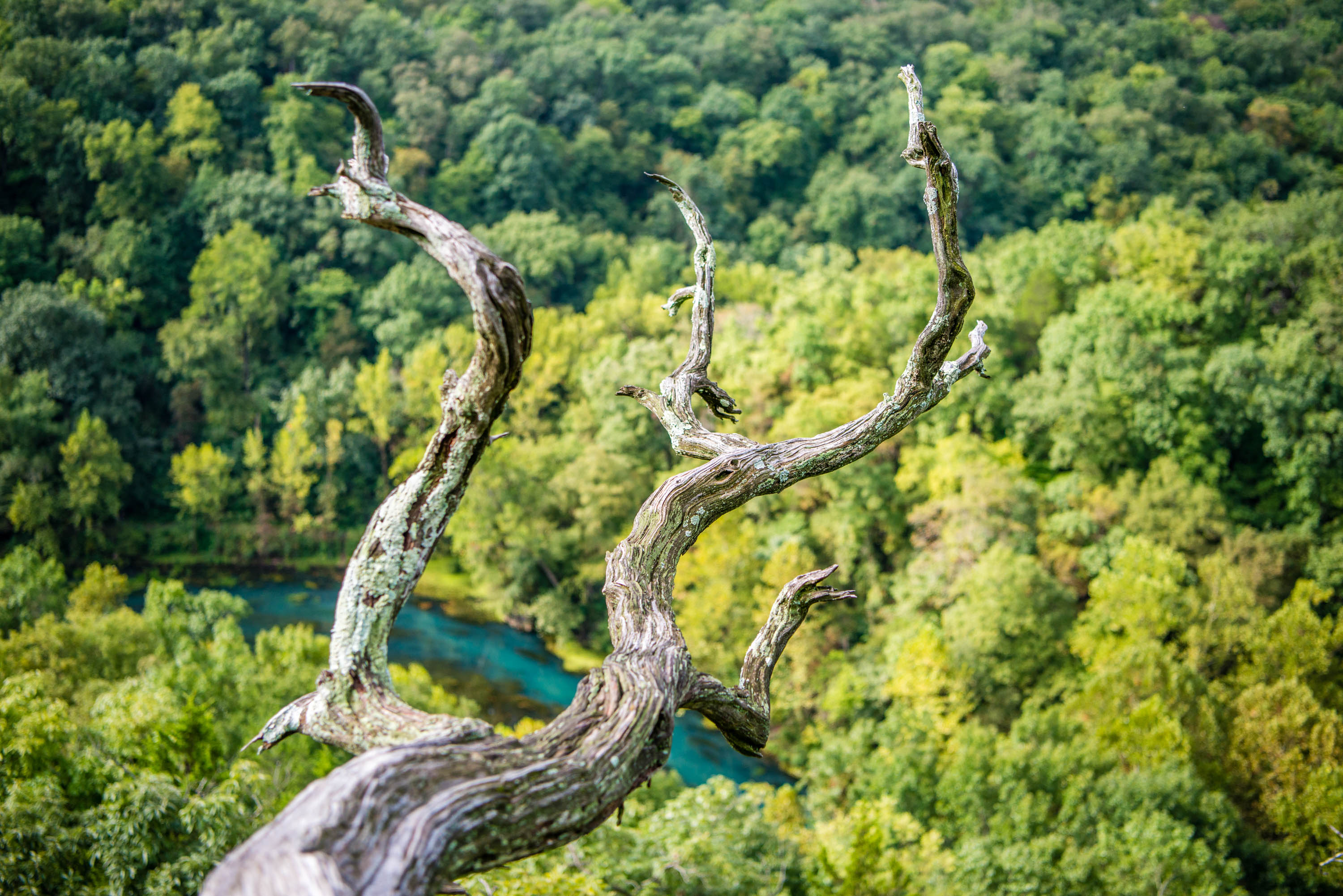 Aerial view of a tree branch, a river in the distance behind it
