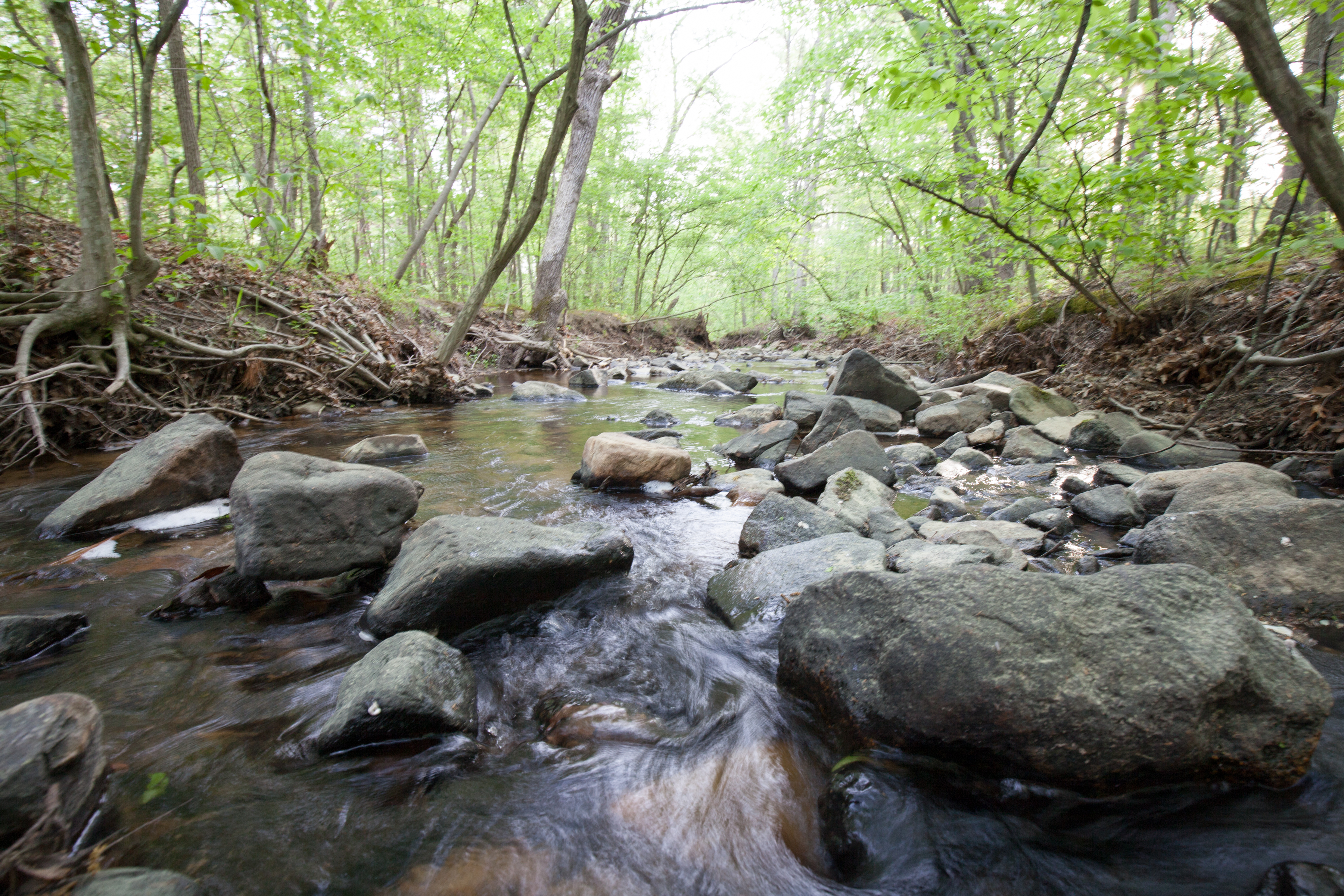 A stream flowing through the woods