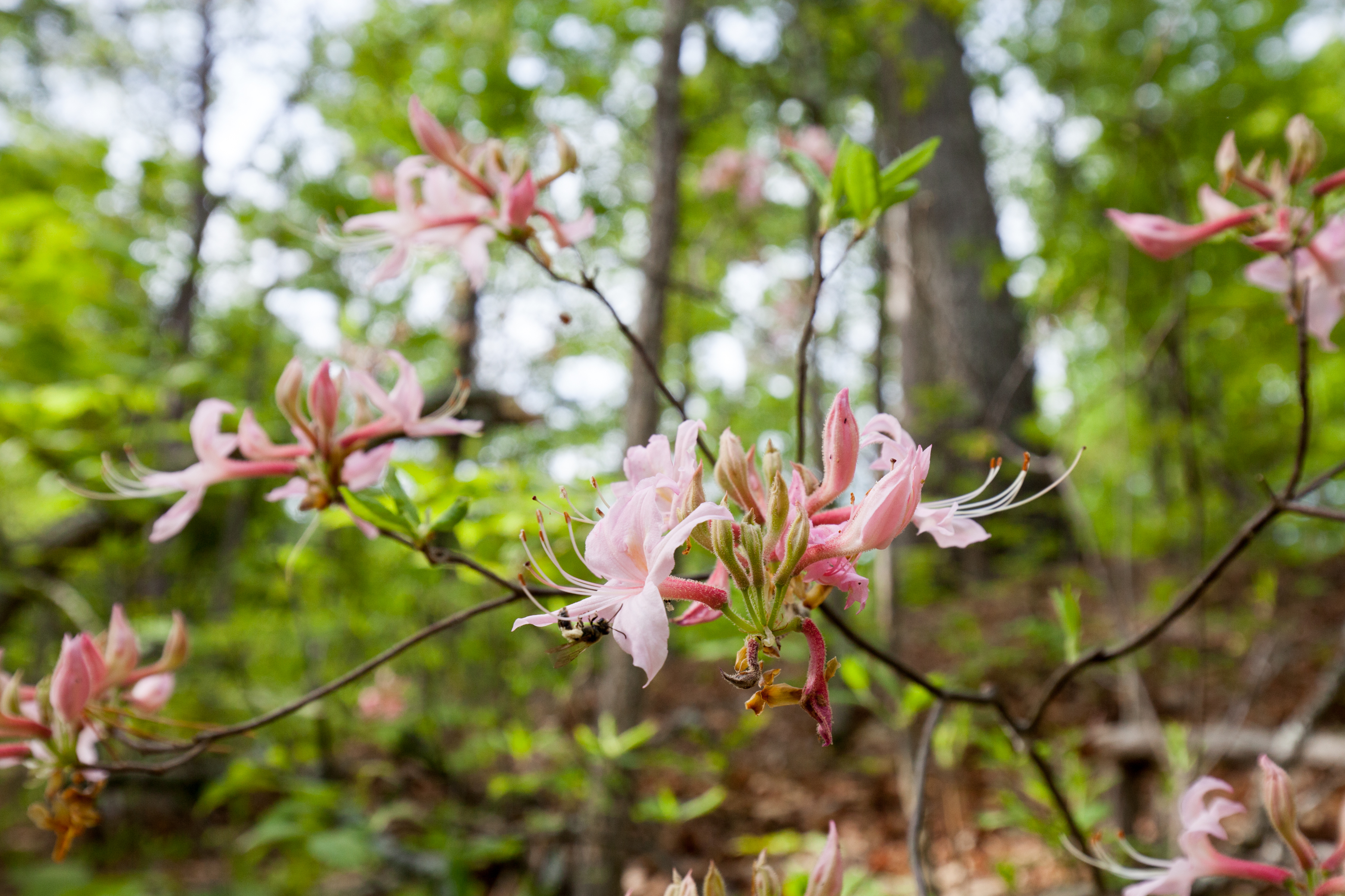 Pink flowers