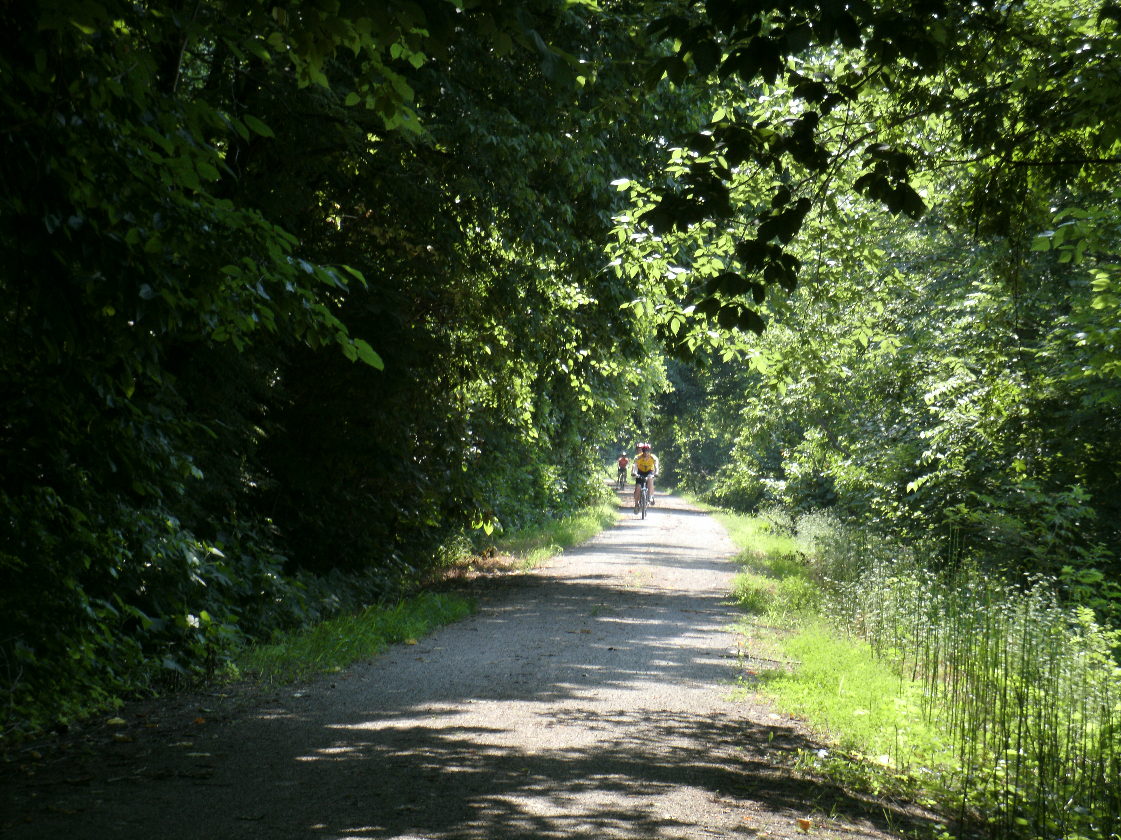 A trail under the canopy of trees