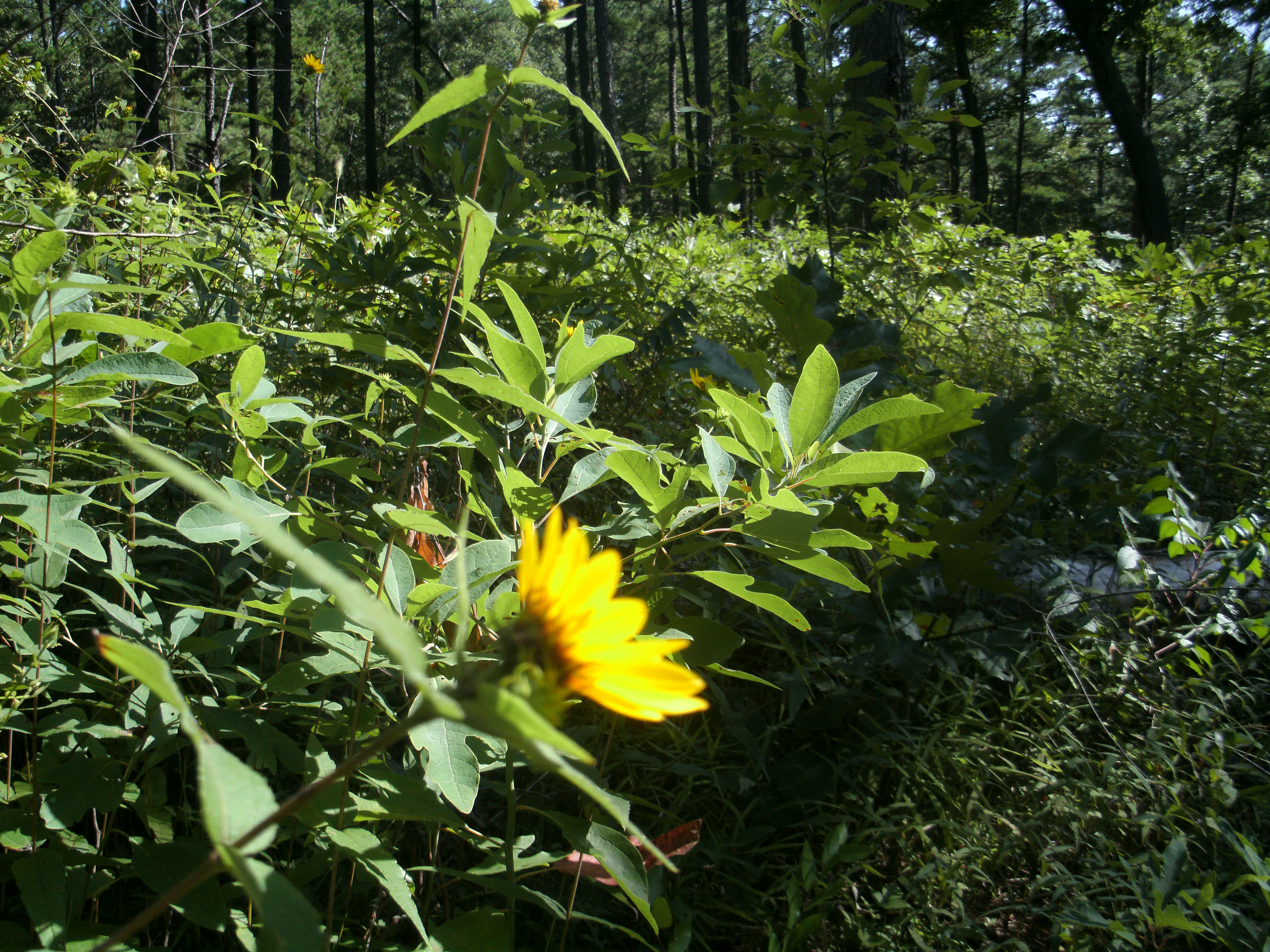 Yellow flowers