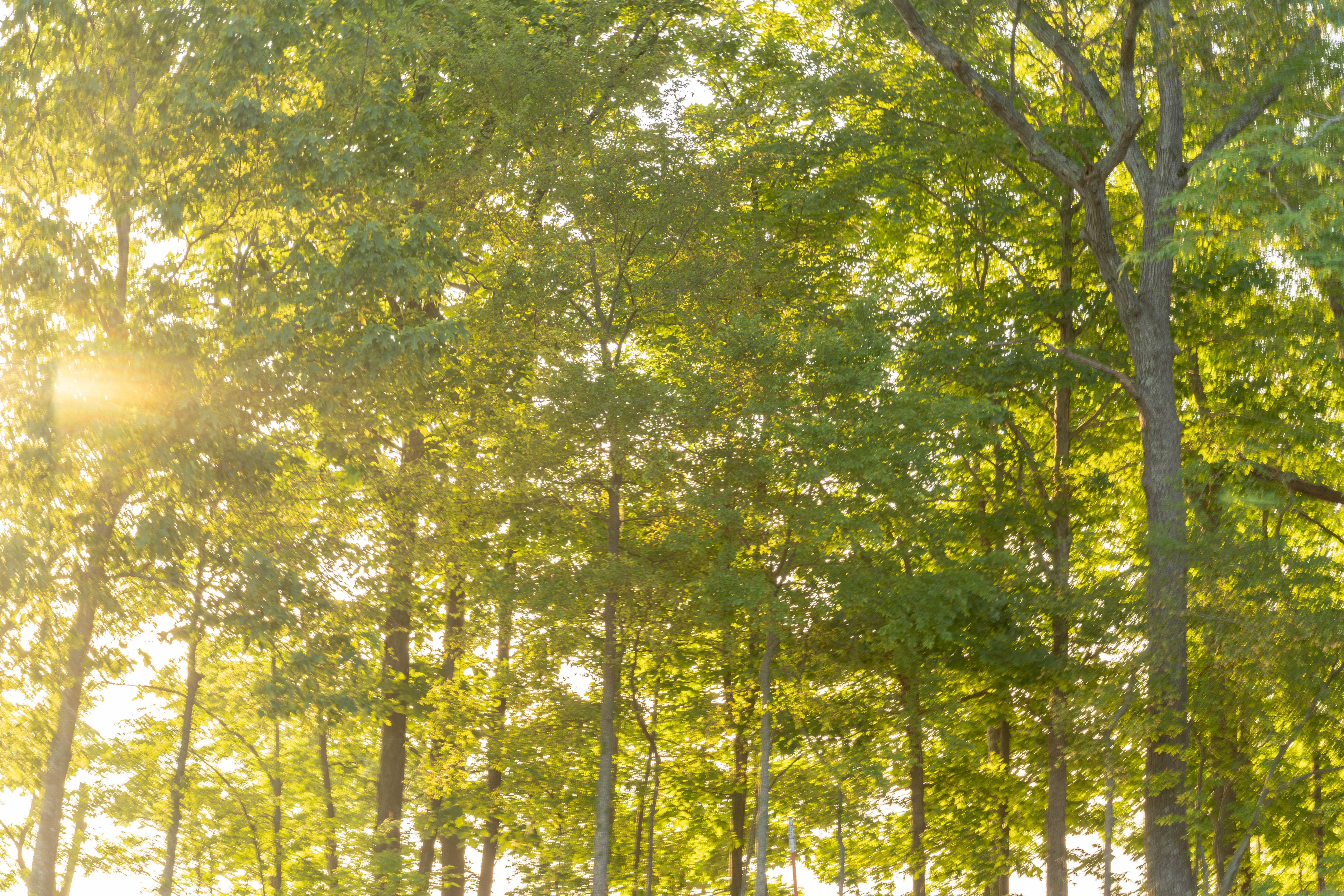 Woods canopy