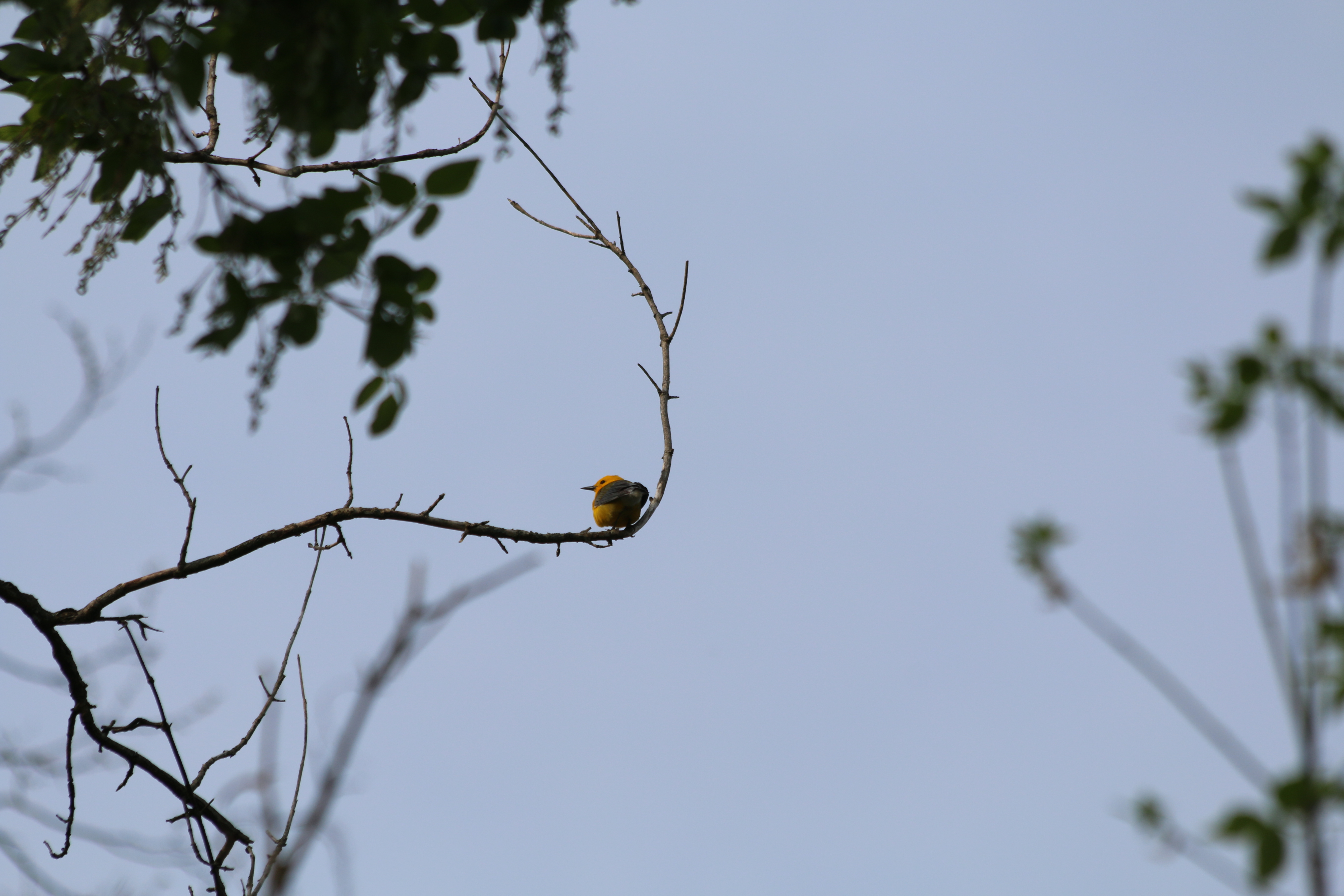 a Prothonotary Warbler sitting in a tree