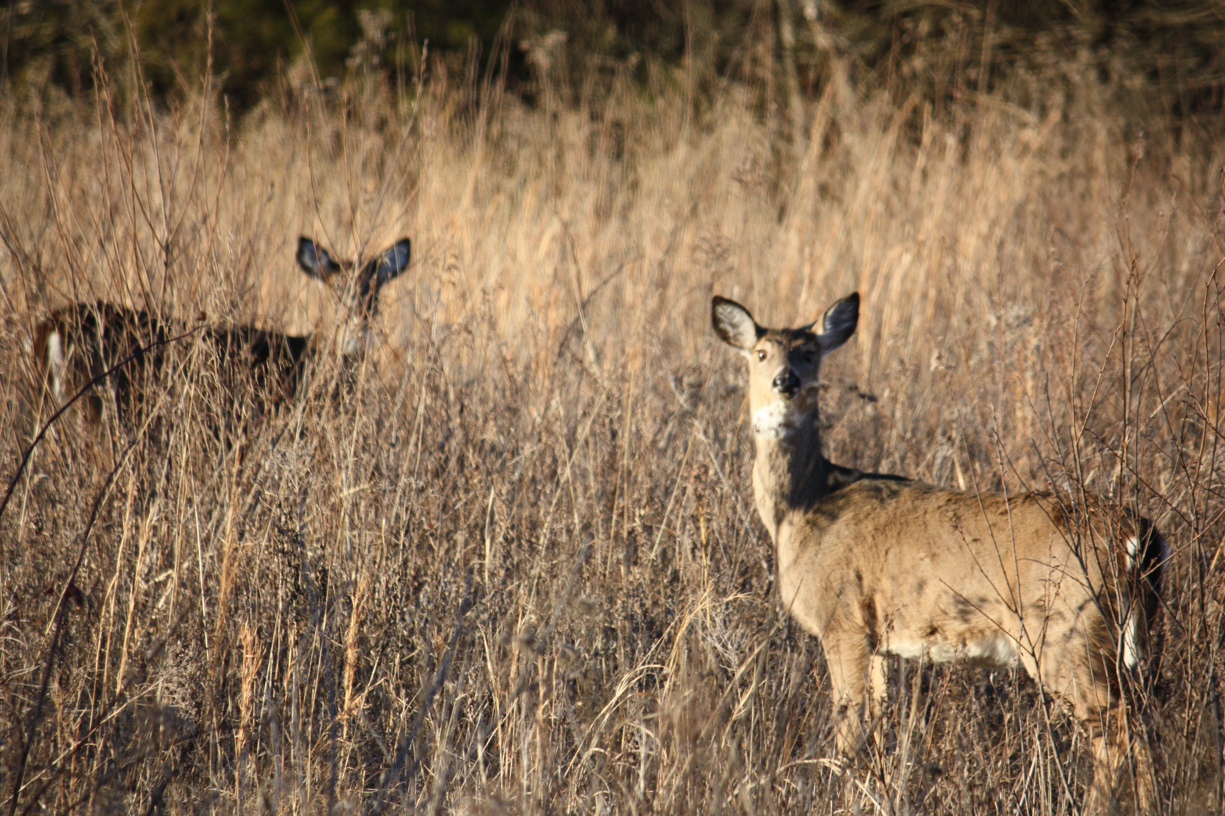 Two does standing in a tall field of grass