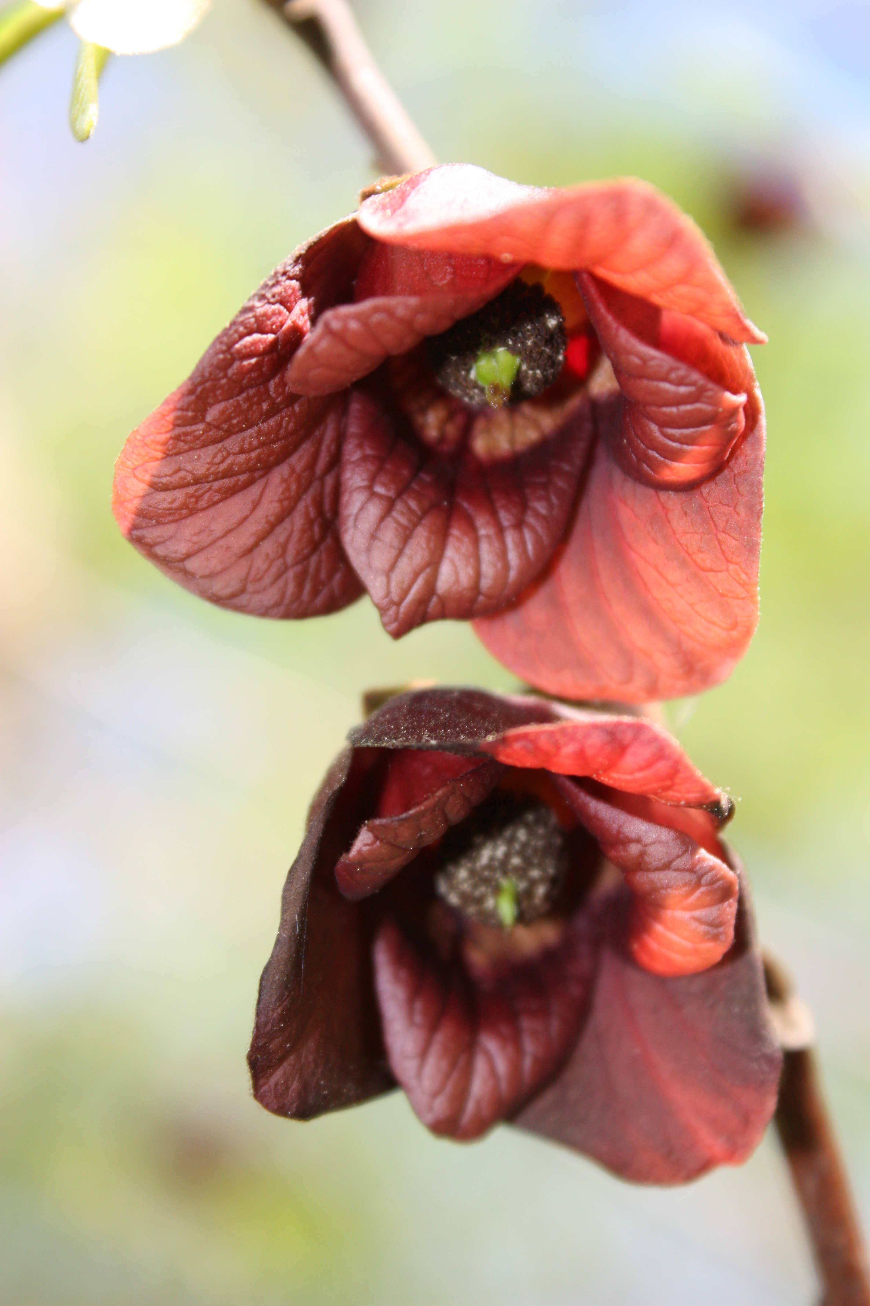 Two pink flowers in bloom
