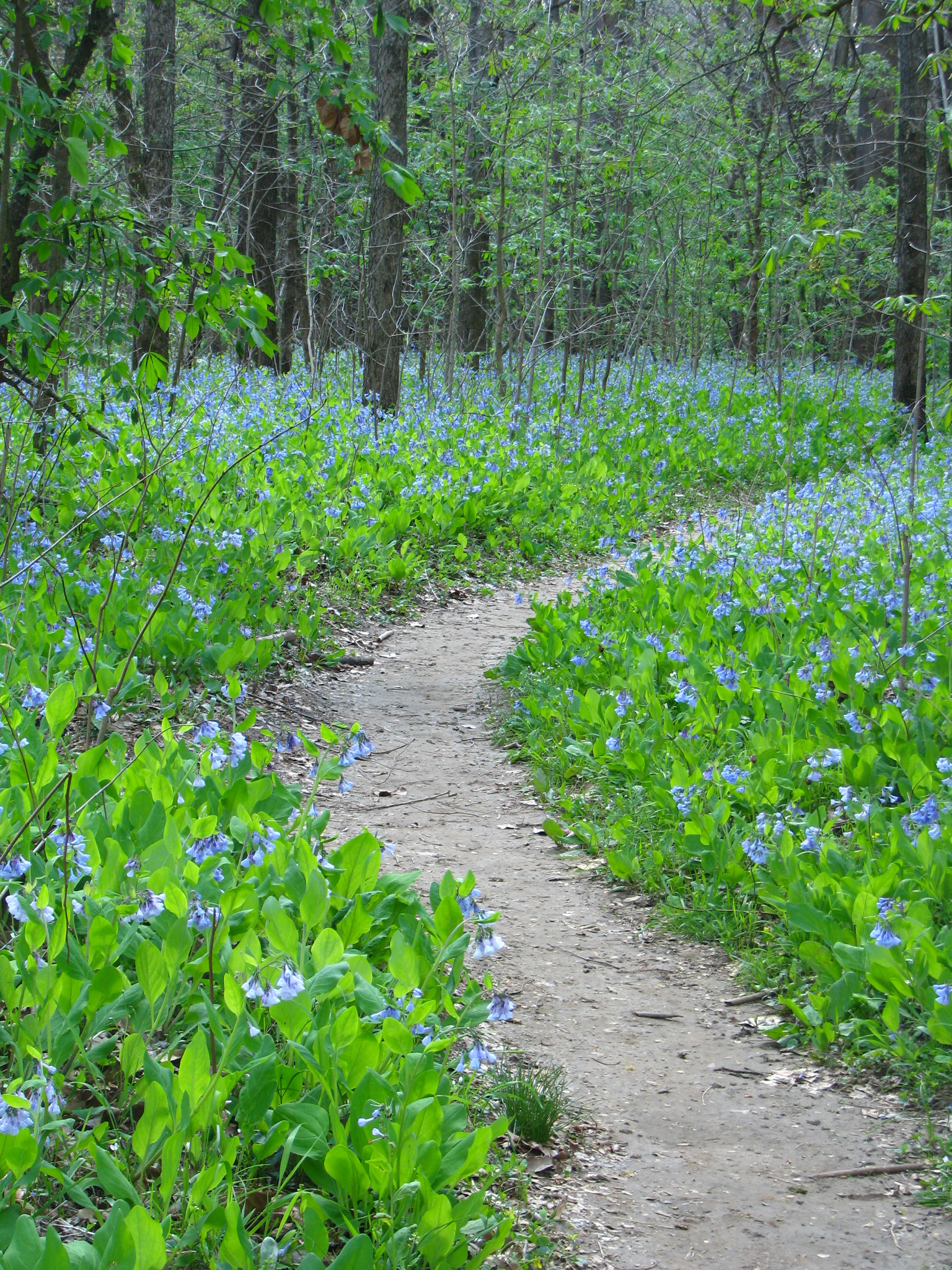 A wooded trail through a field of blue flowers