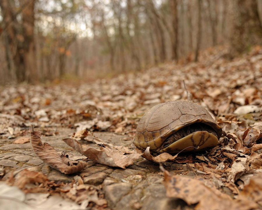 A turtle hiding in it's shell in a wooded field of dry, fallen leaves
