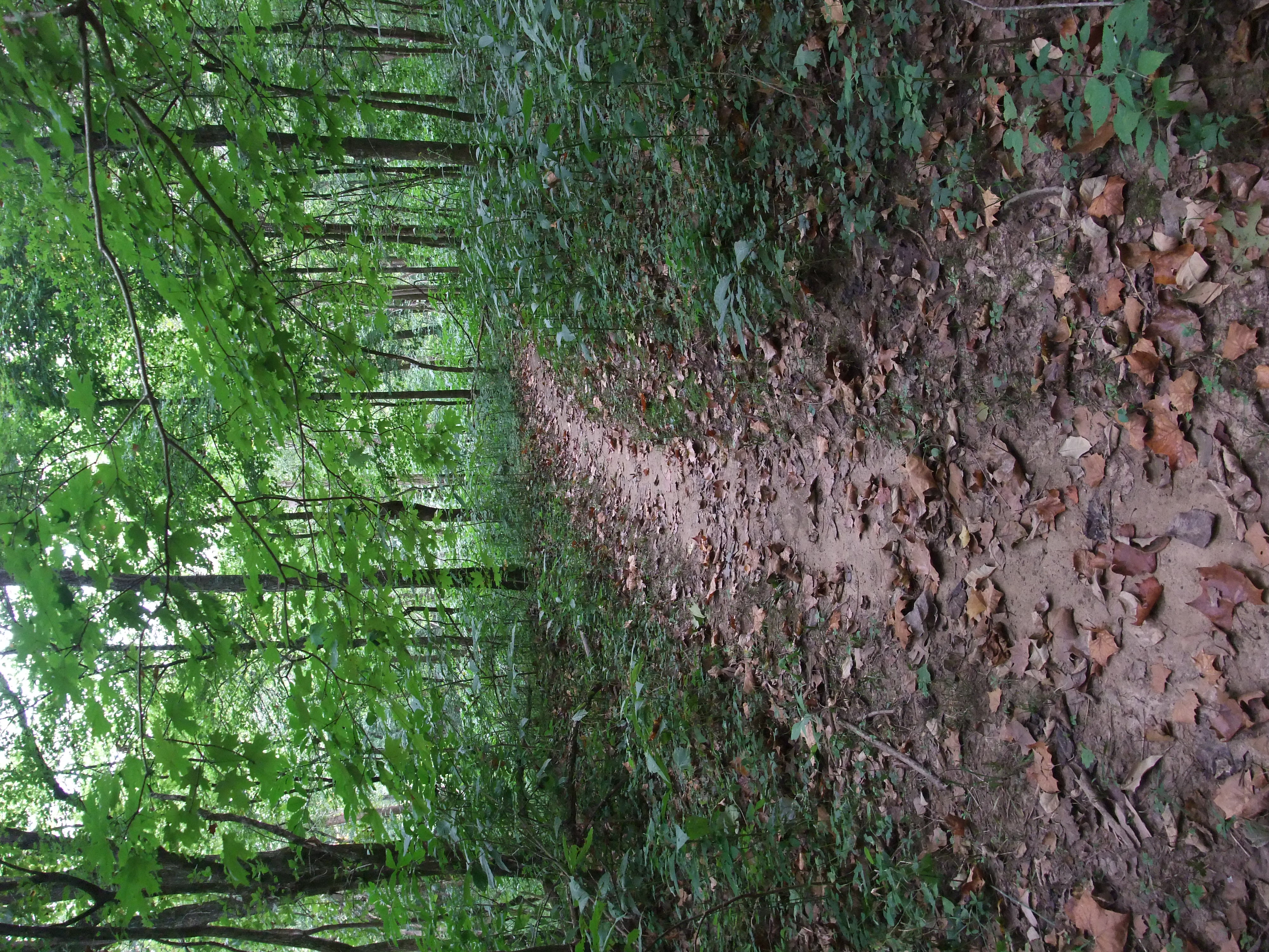 A dirt trail beneath the canopy of the woods