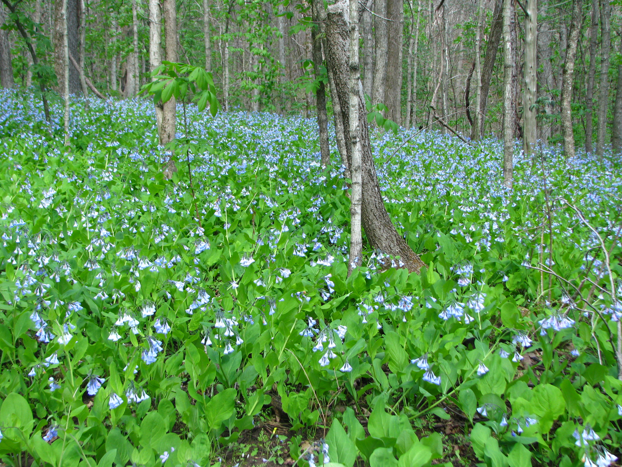 A field of blue Lilly of the Valleys