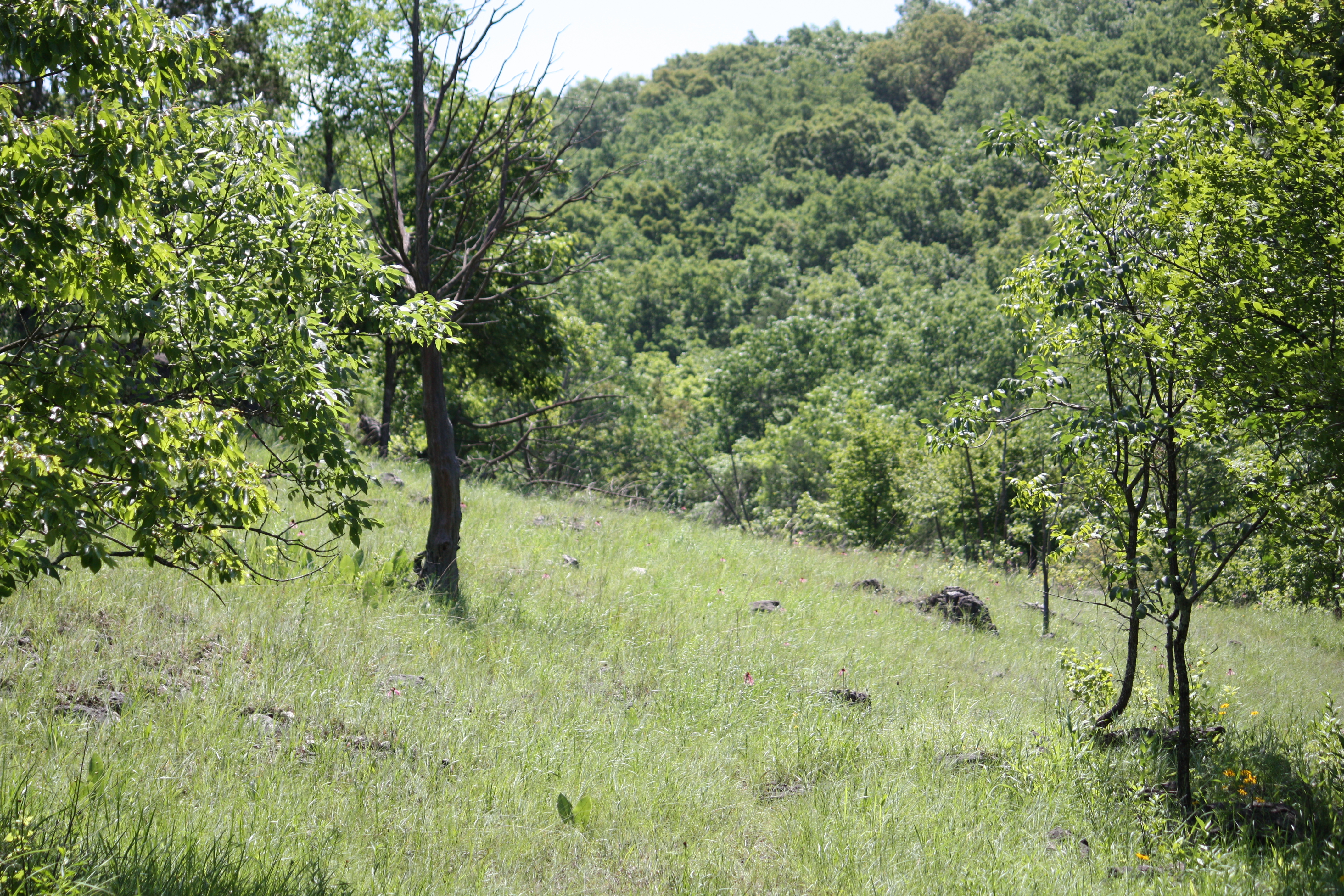 A green hill overlooking woods