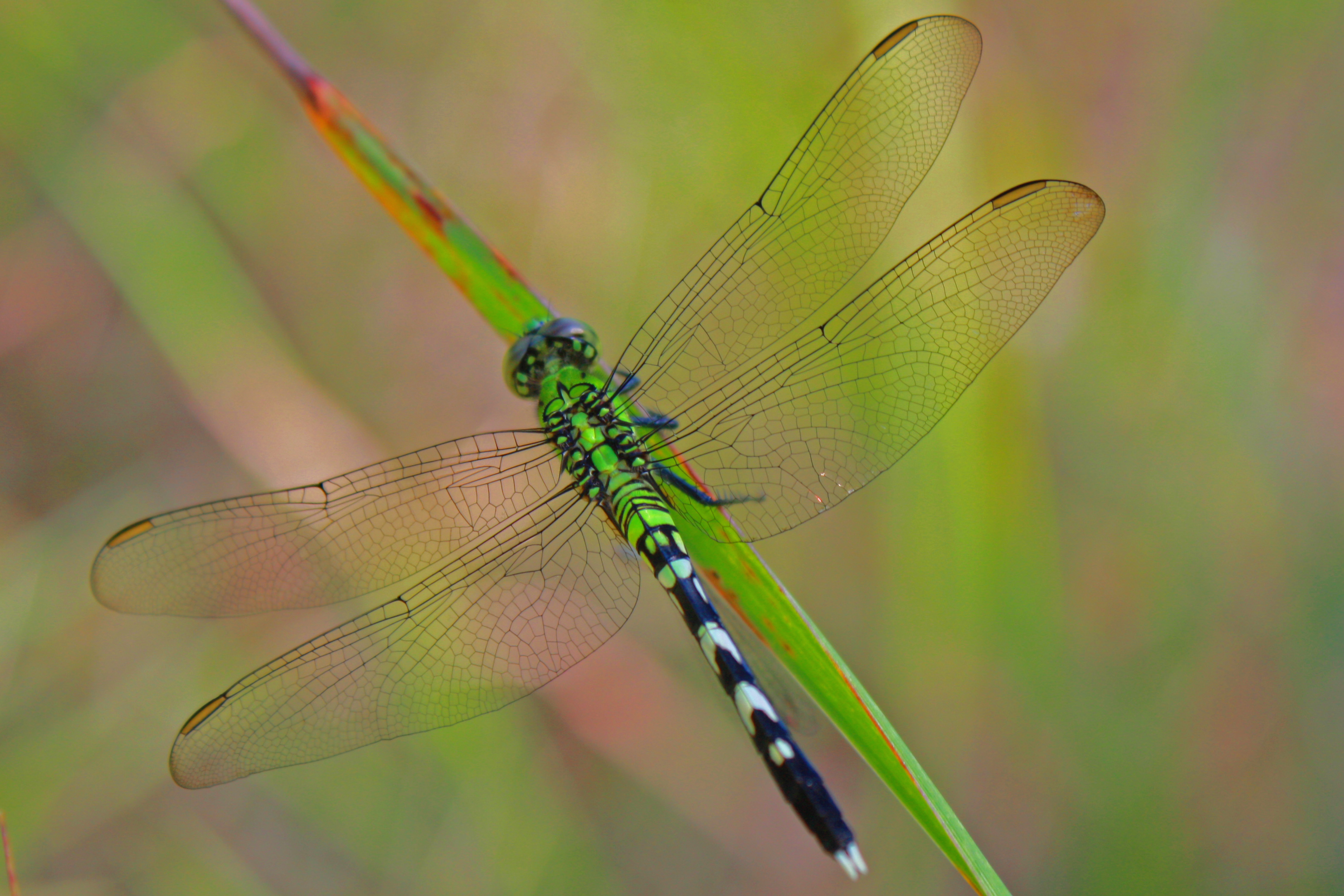 A green dragonfly on a blade of grass