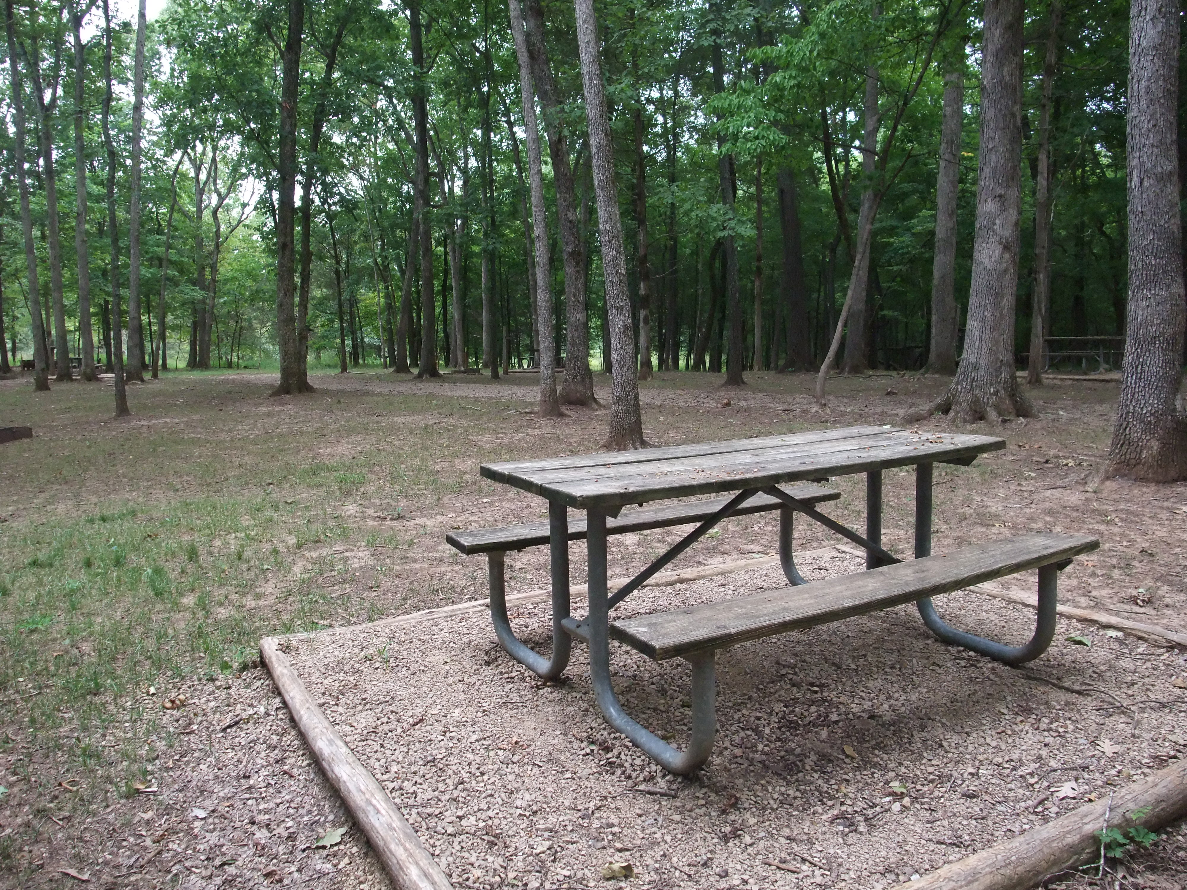 A park table in the woods